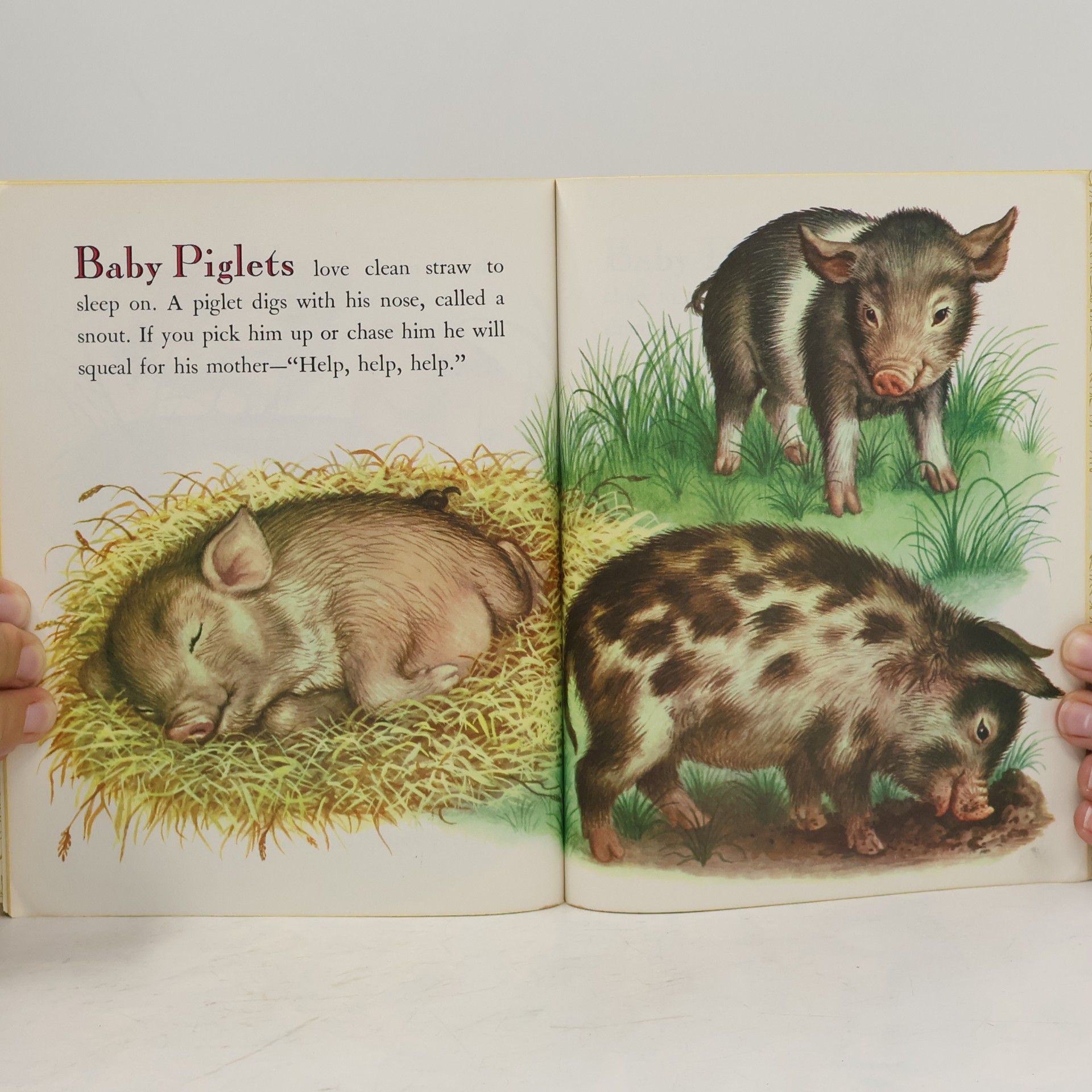 Autorenkollektiv Baby Farm Animals