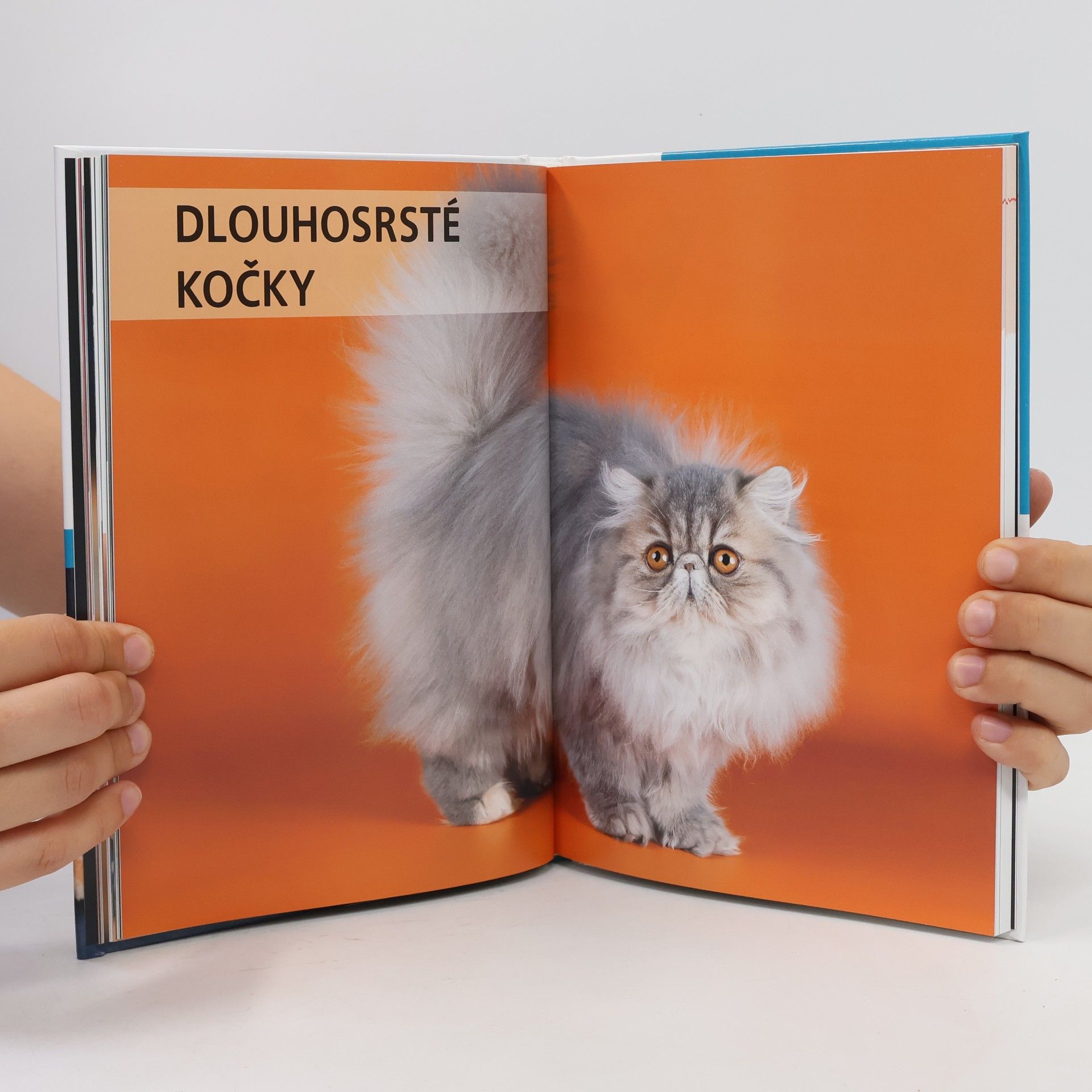 Autorenkollektiv Atlas koček : výběr, péče, plemena