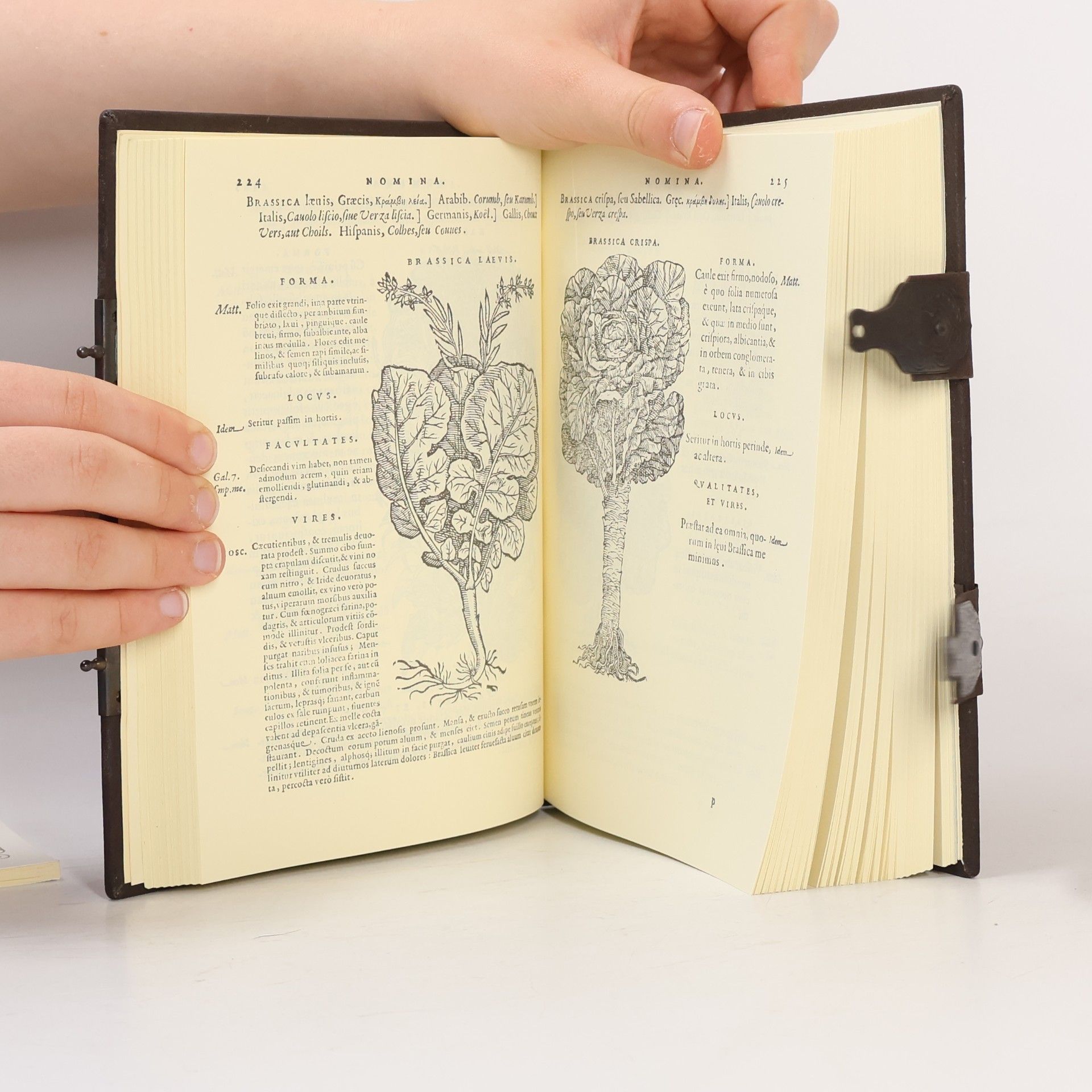 Petri Andreae Matthioli Senensis, Medici, Compendium