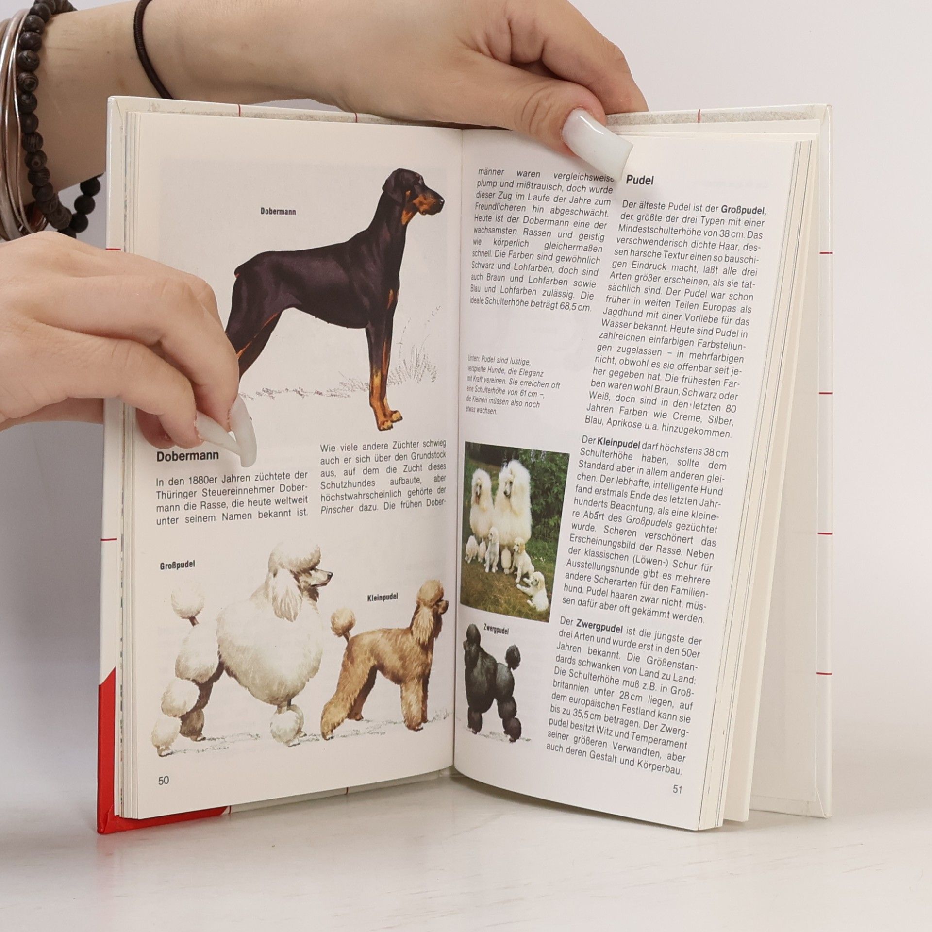 Wendy Boorer Hunde
