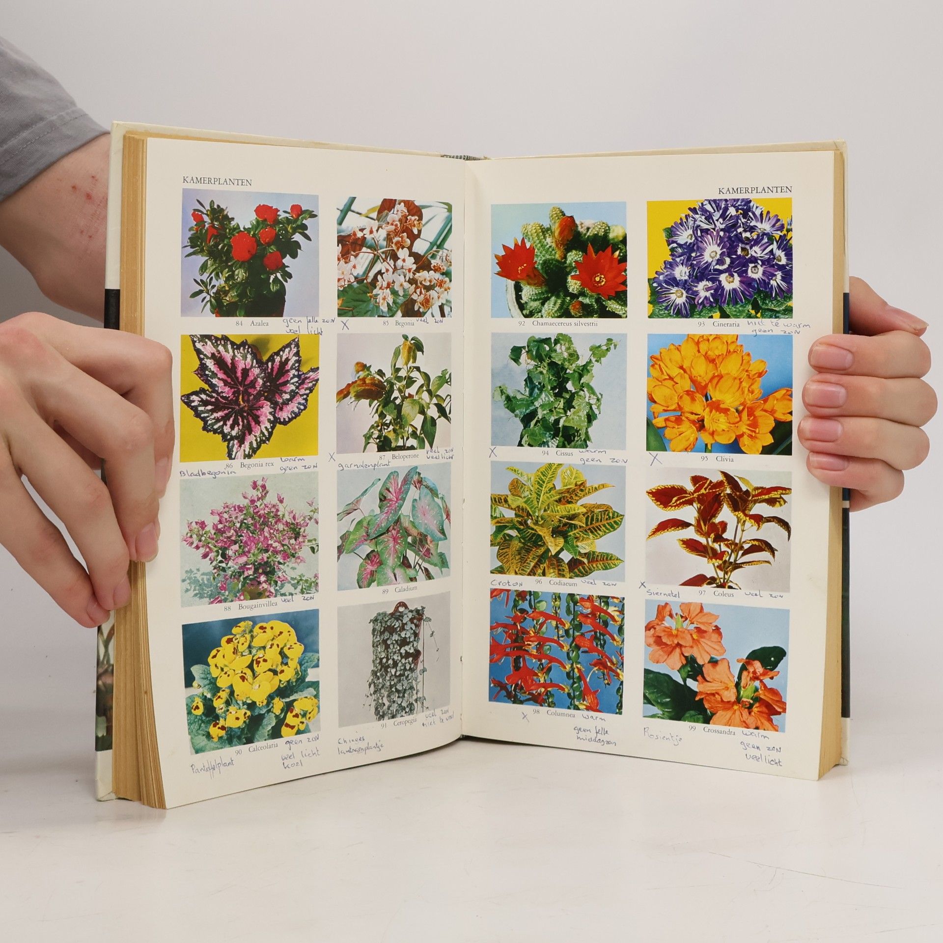 Autorenkollektiv Groot bloemen en planten boek