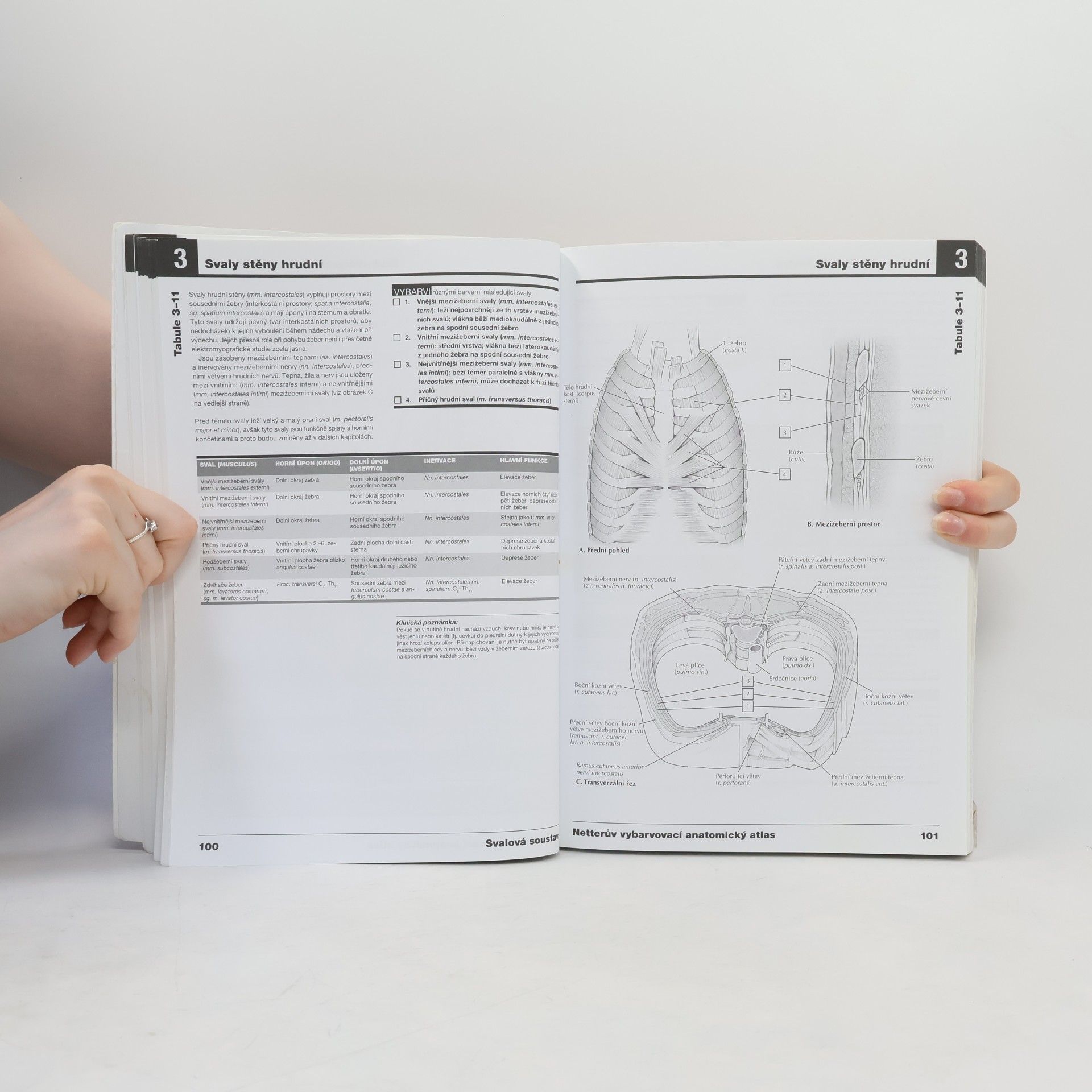 John T. Hansen Netterův vybarvovací anatomický atlas