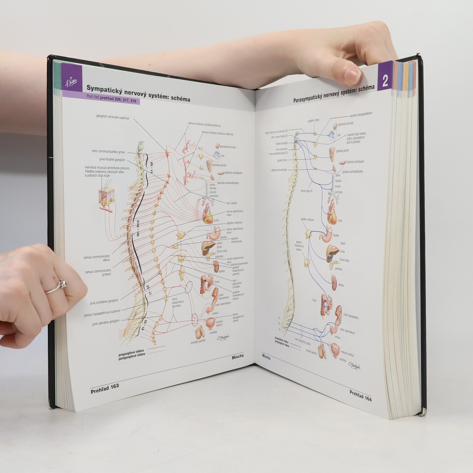Frank Netter Netterov anatomický atlas človeka