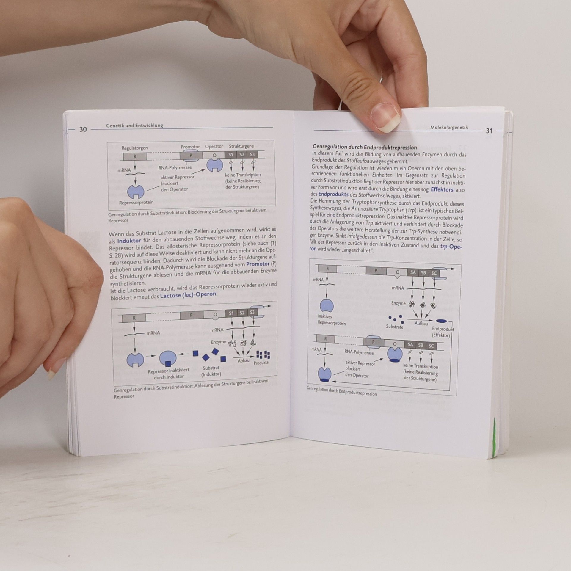 Hans-Dieter Triebel Biologie-KOMPAKT 2