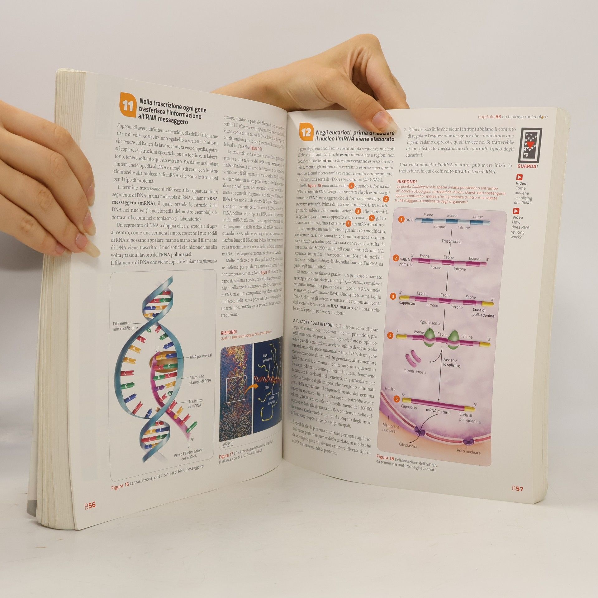 Sylvia S. Mader Immagini e concetti della biologia. Per le Scuole superiori. Con Contenuto digitale (fornito elettronicamente). Seconda edizione.