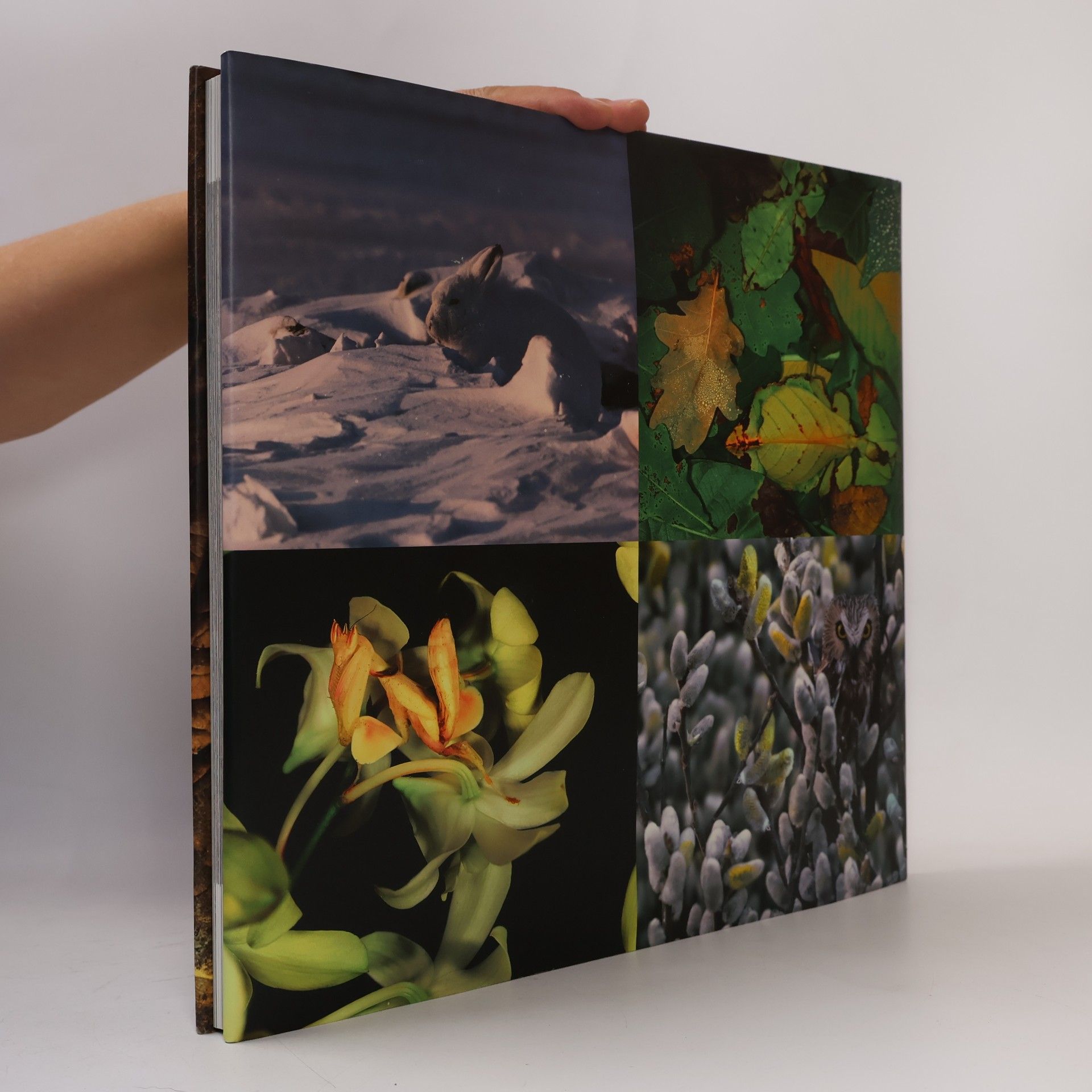 Art Wolfe Kunst der Tarnung