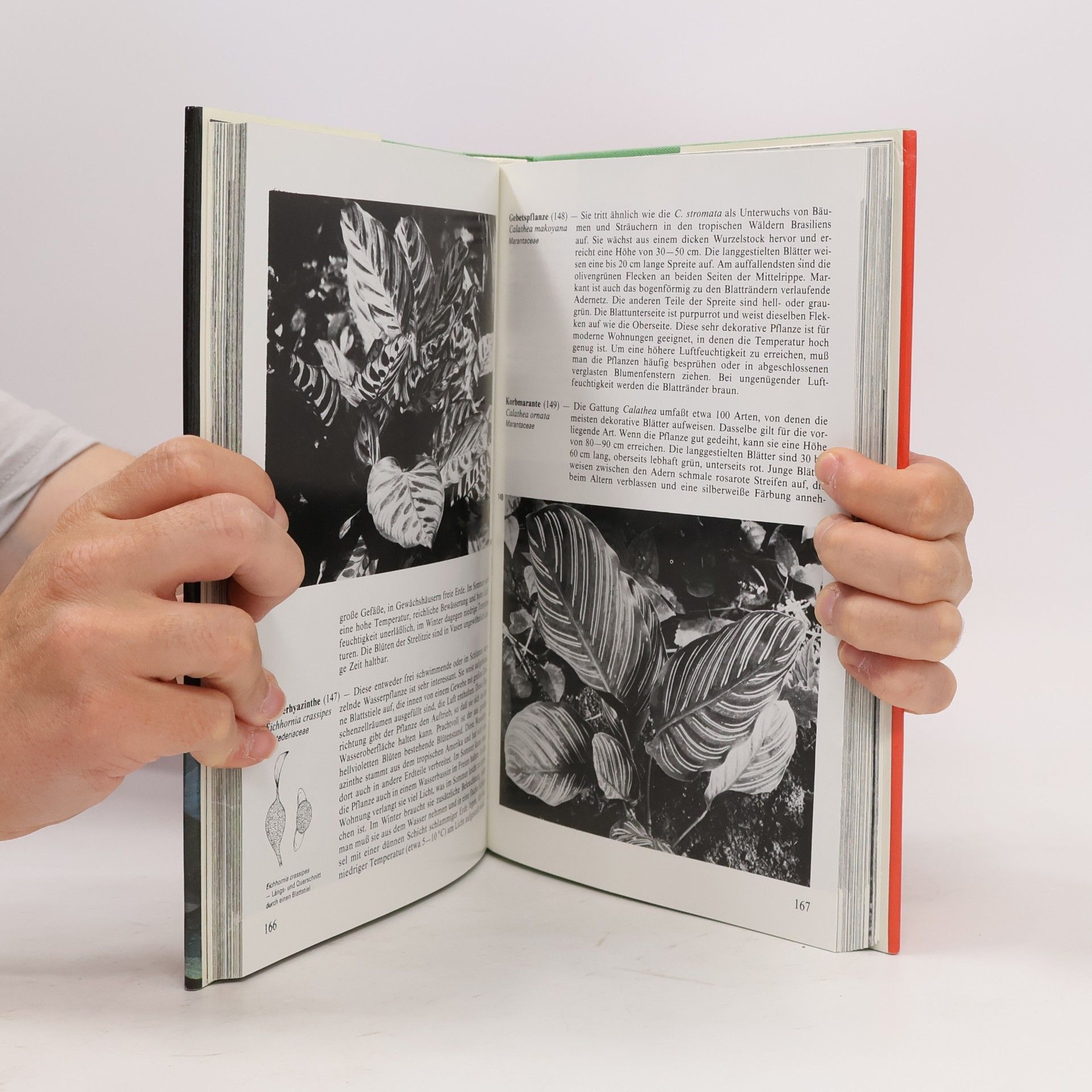 Anna Skalická Das farbige Buch der Zimmerpflanzen