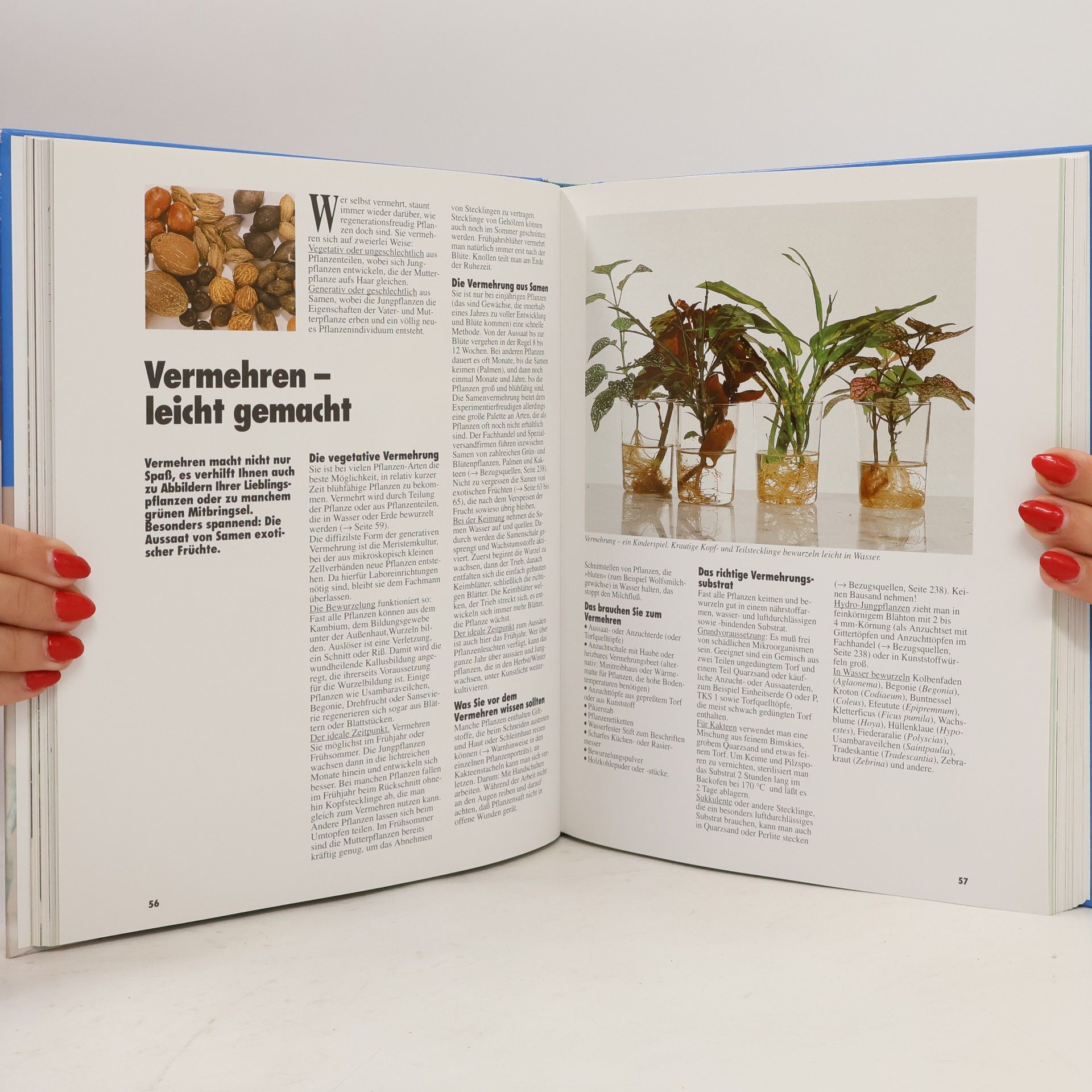 Halina Heitz Das große Zimmerpflanzen-Buch