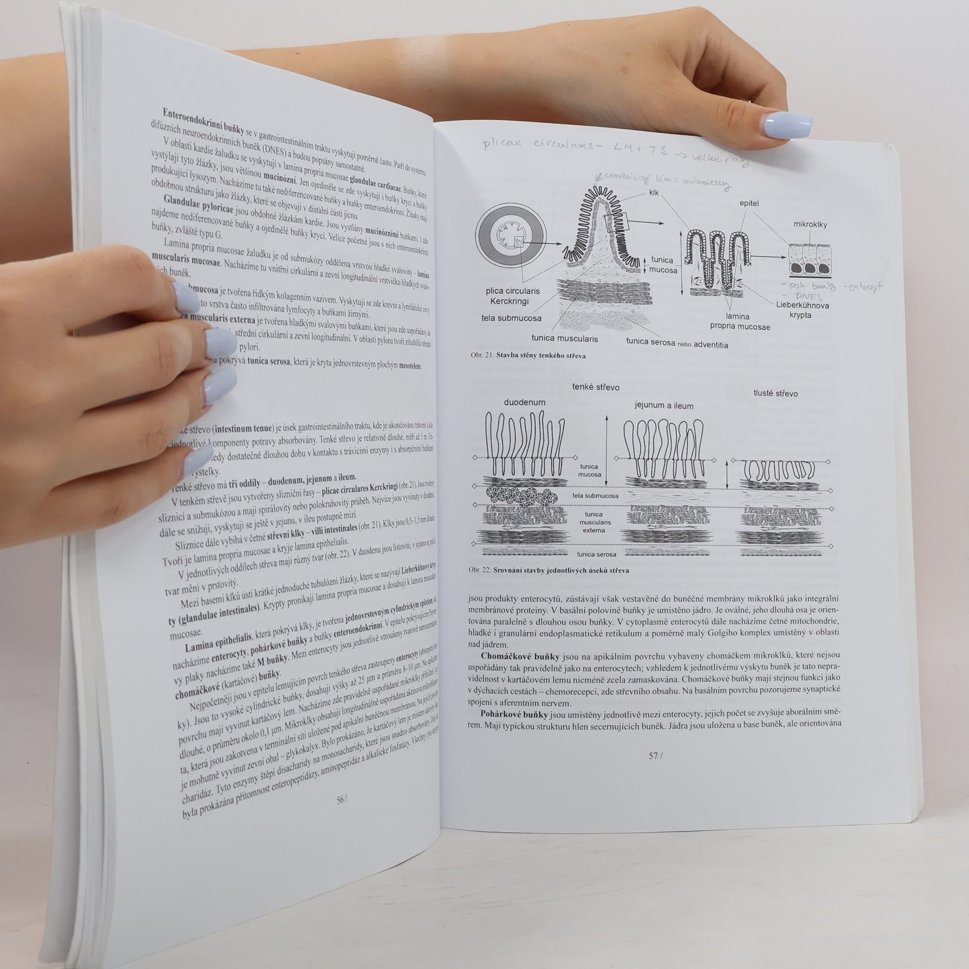 Univerzita Karlova Lékařská histologie II. : mikroskopická anatomie