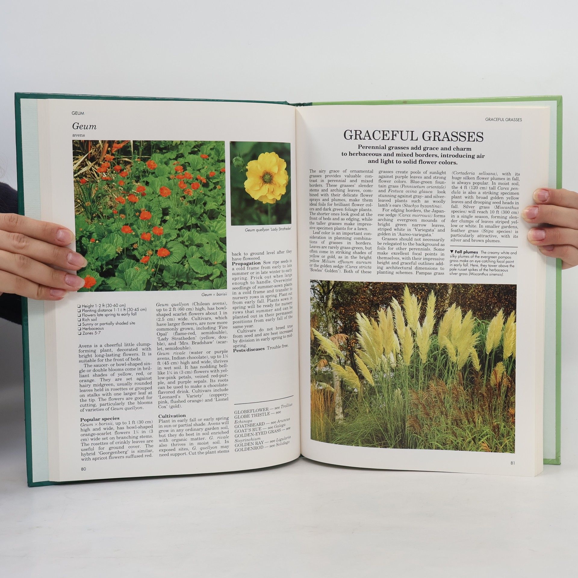 Fiona Gilsenan A-Z of Perennials