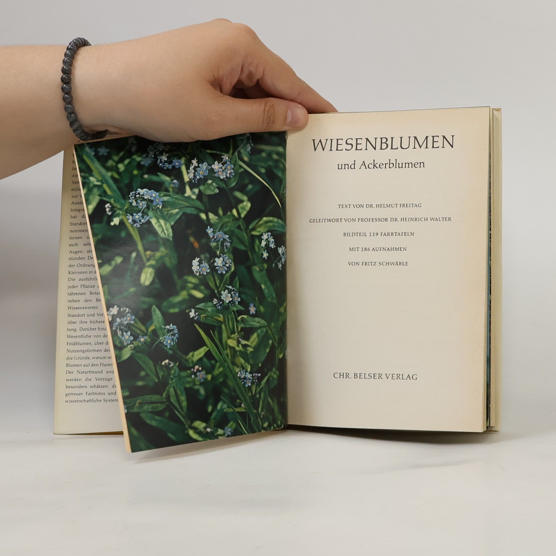 Helmut Freitag Wiesenblumen und Ackerblumen