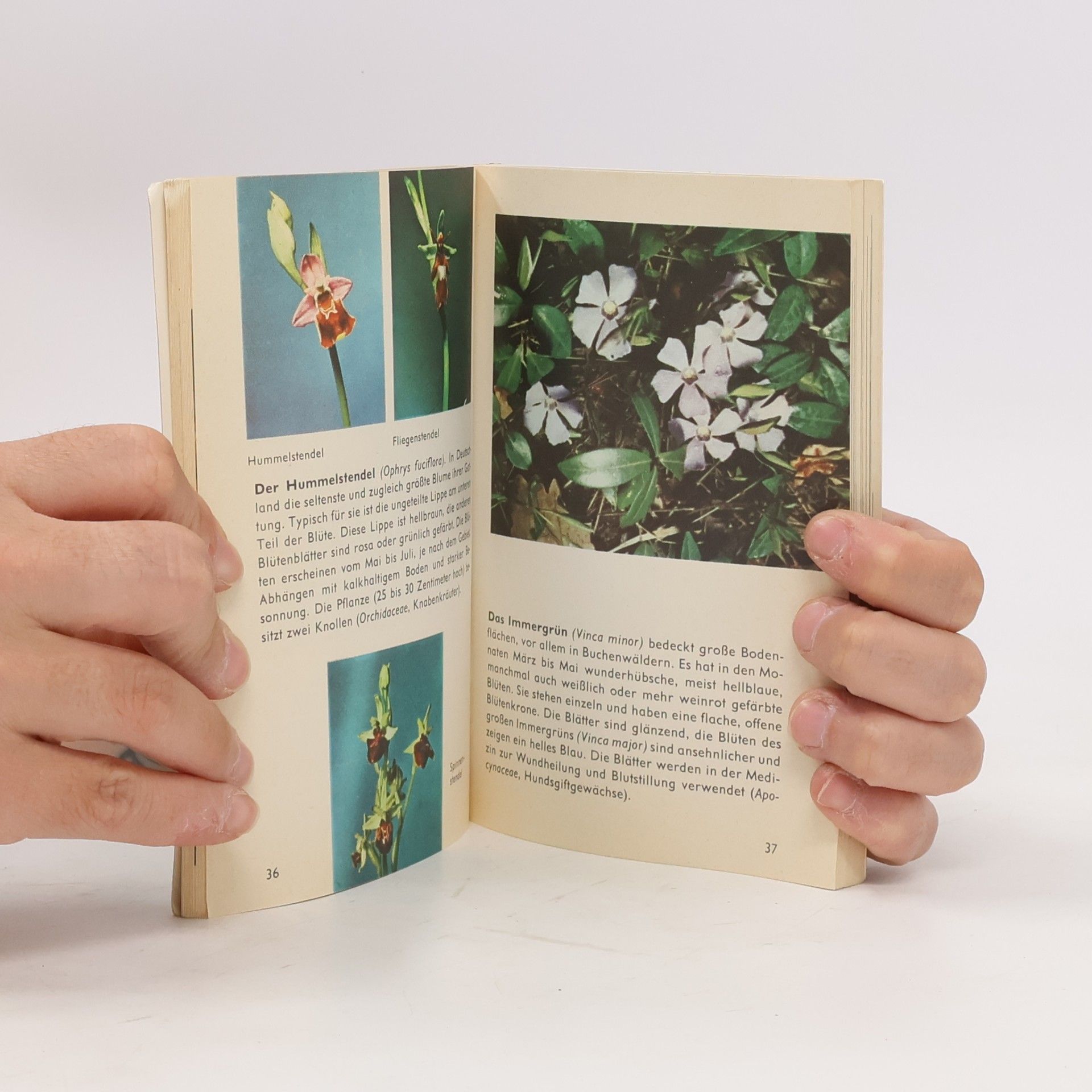 Collectif d'auteurs Wildblumen 3