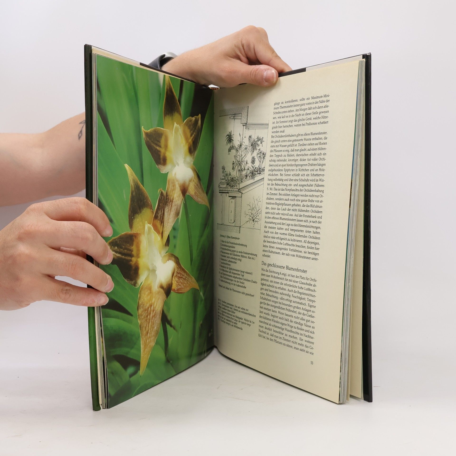 Karl-Erich Graebner Freude an Orchideen