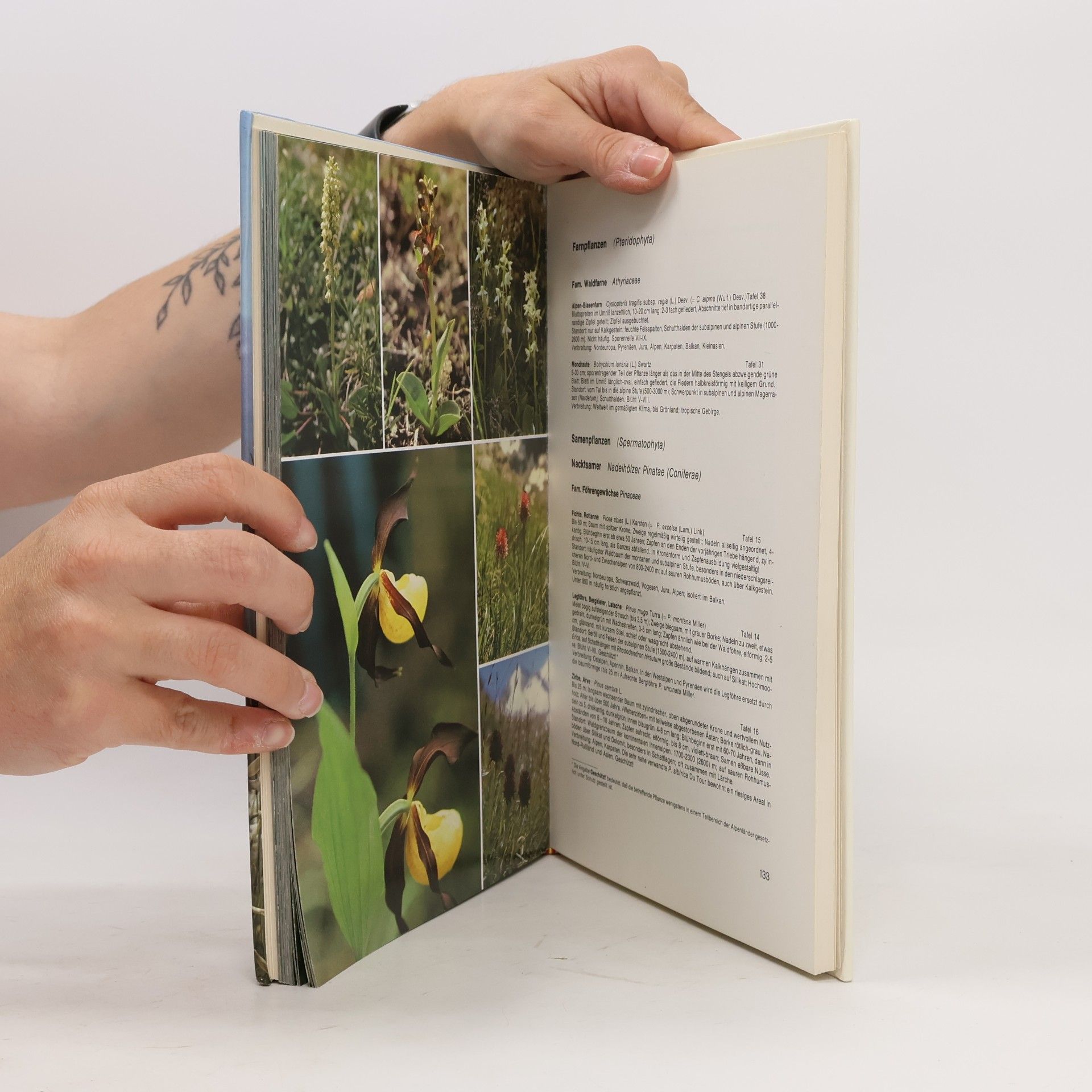 Herbert Reisigl Blumenwelt der Alpen