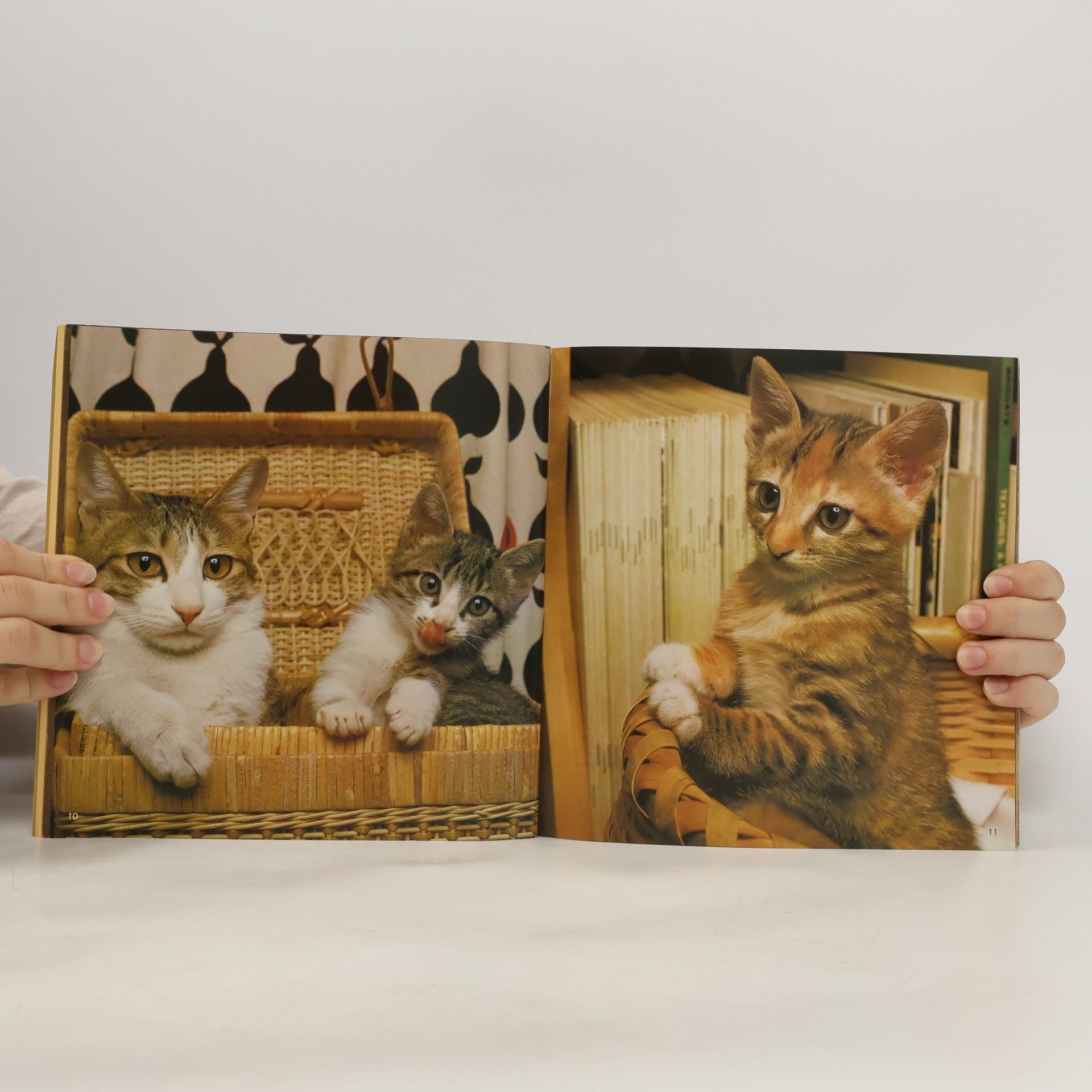 Nobuo Honda 写真集 子ねこ