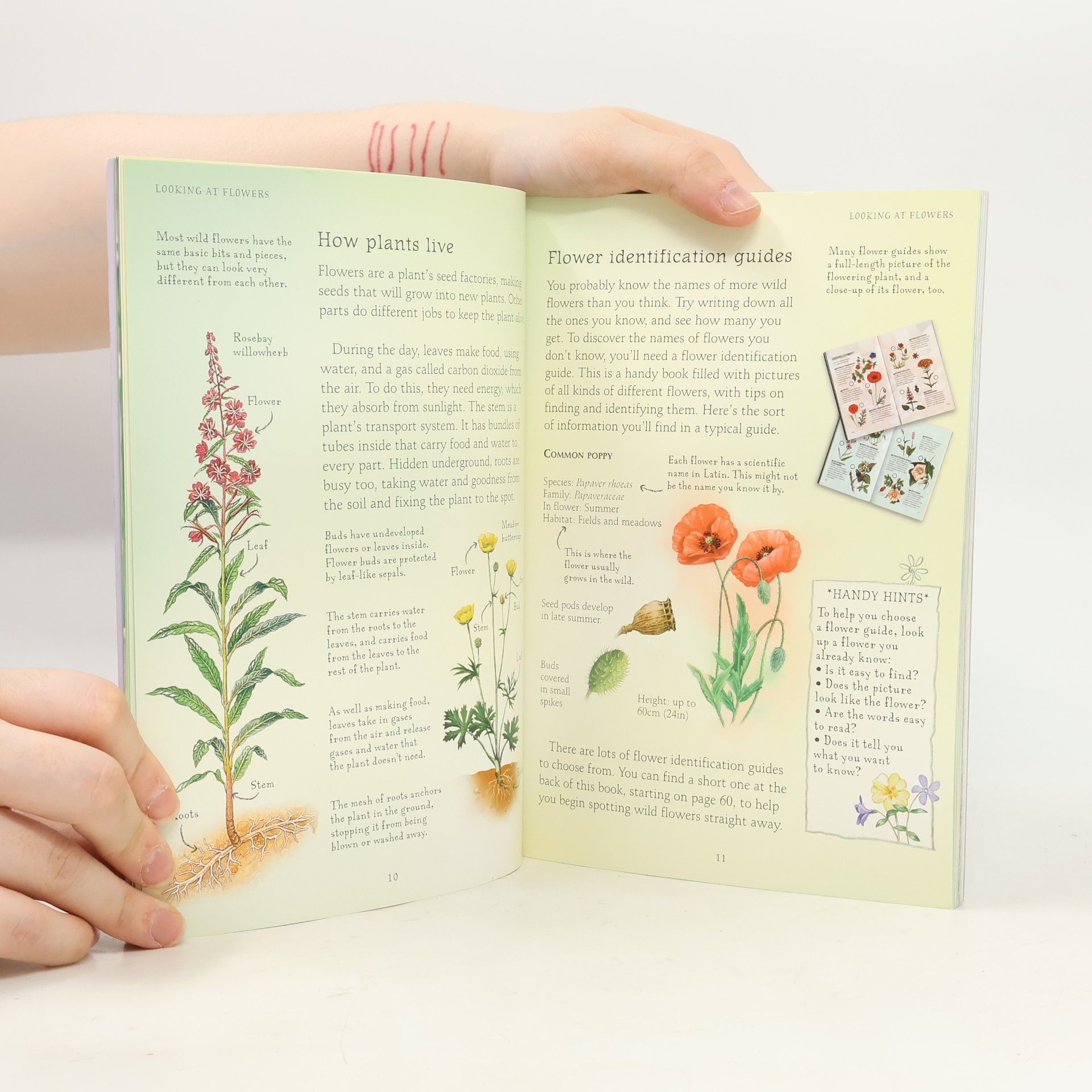Sarah Khan Wild Flowers