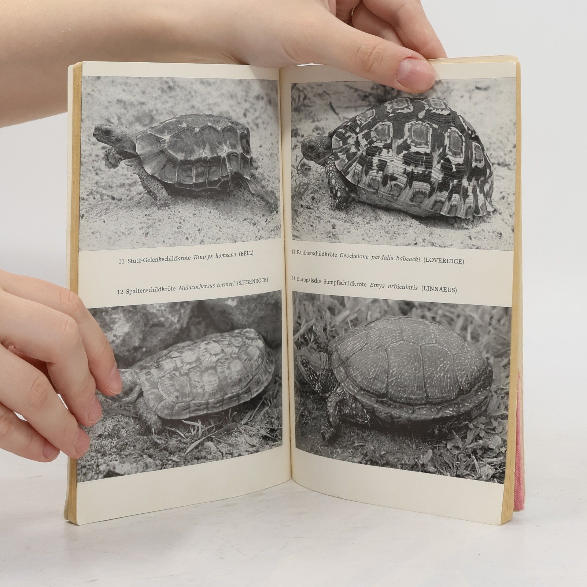 Fritz Jürgen Obst Schildkröten