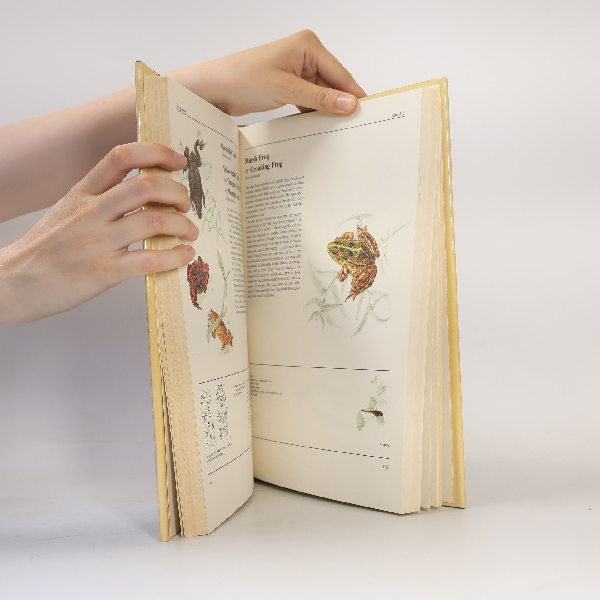 Jana Horáčková The Illustrated Book of Animal Life