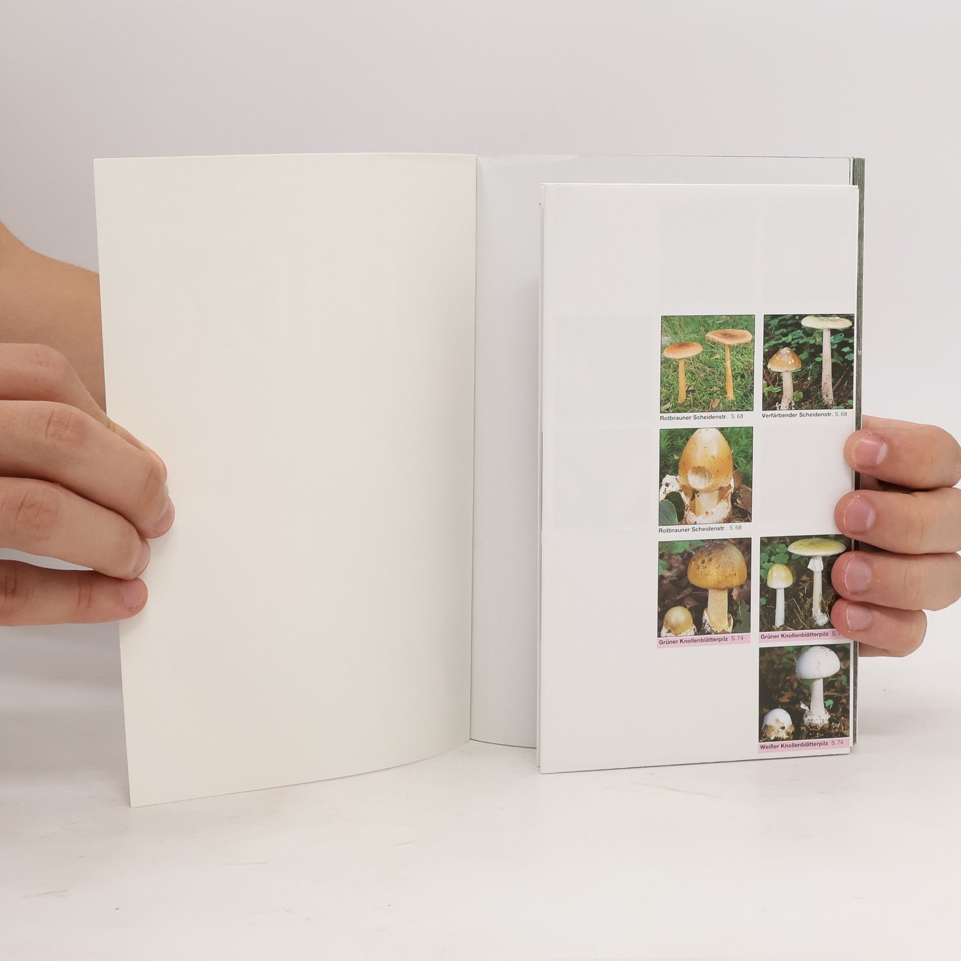 Ewald Gerhardt BLV-Bestimmungsbuch Pilze
