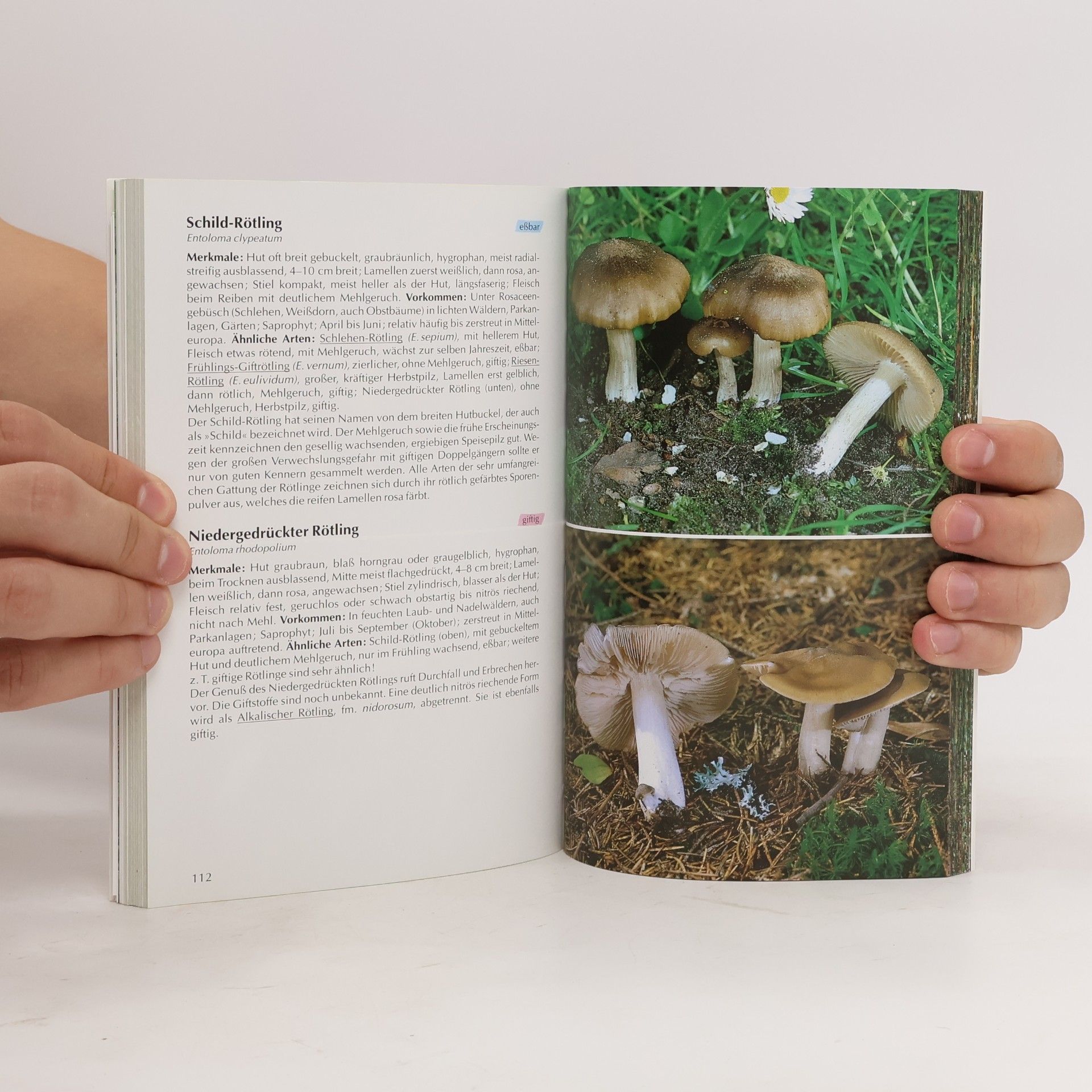 Ewald Gerhardt BLV-Bestimmungsbuch Pilze
