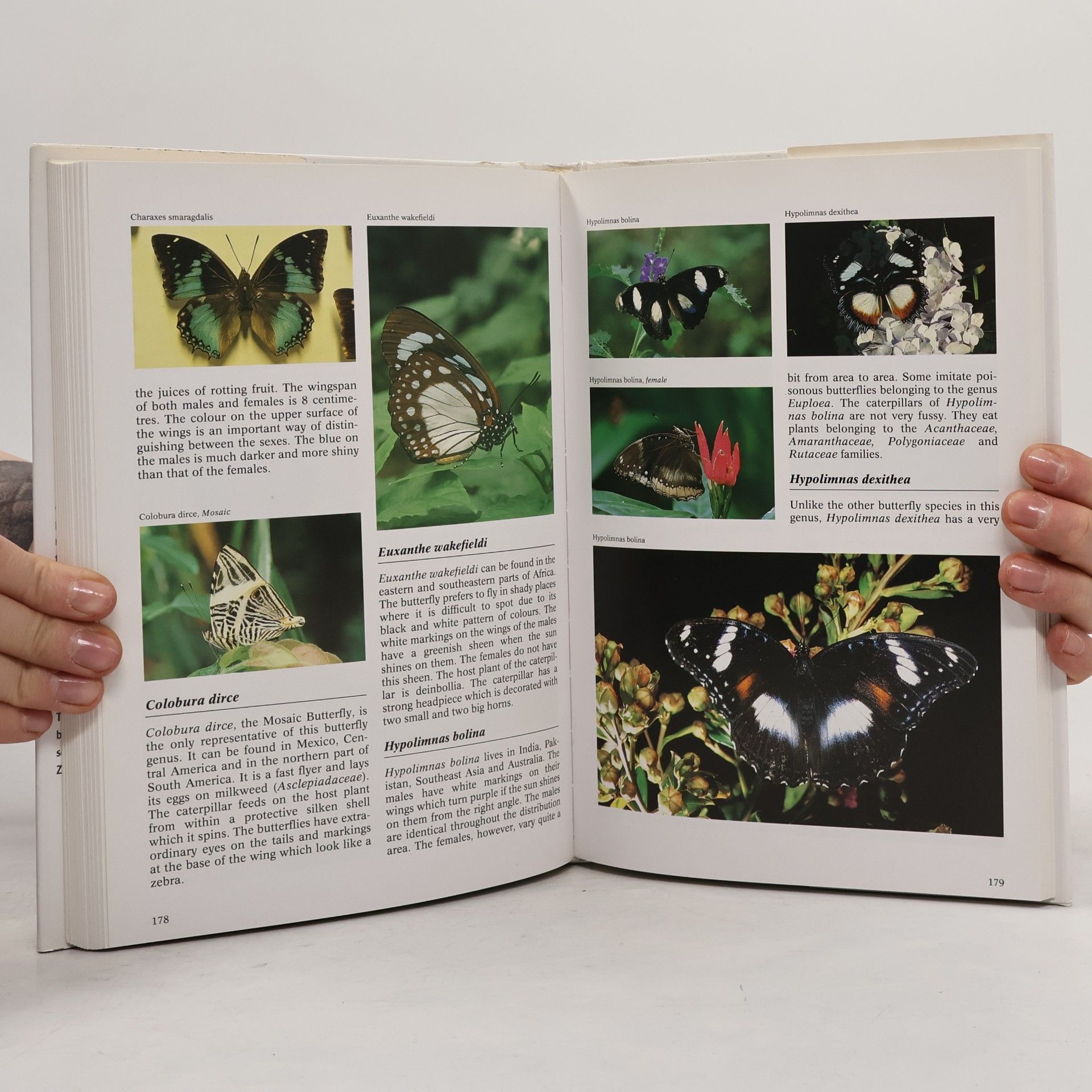 Wijbren Landman The Complete Encyclopedia of Butterflies