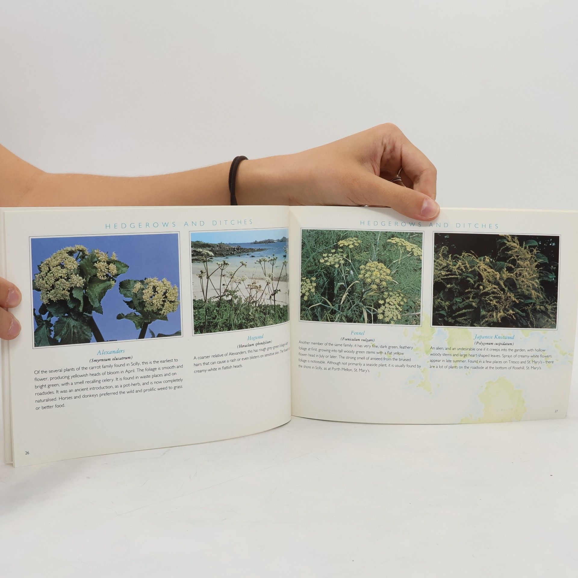 David Hunt Wild Flowers of Scilly