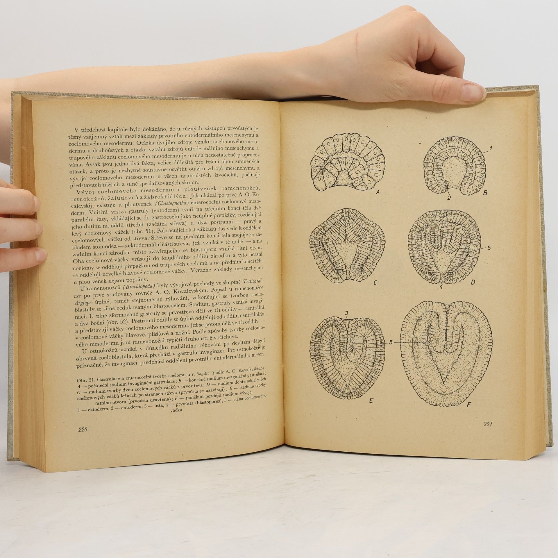 G. A. Šmidt Embryologie živočichů : Část 2. Speciální embryologie