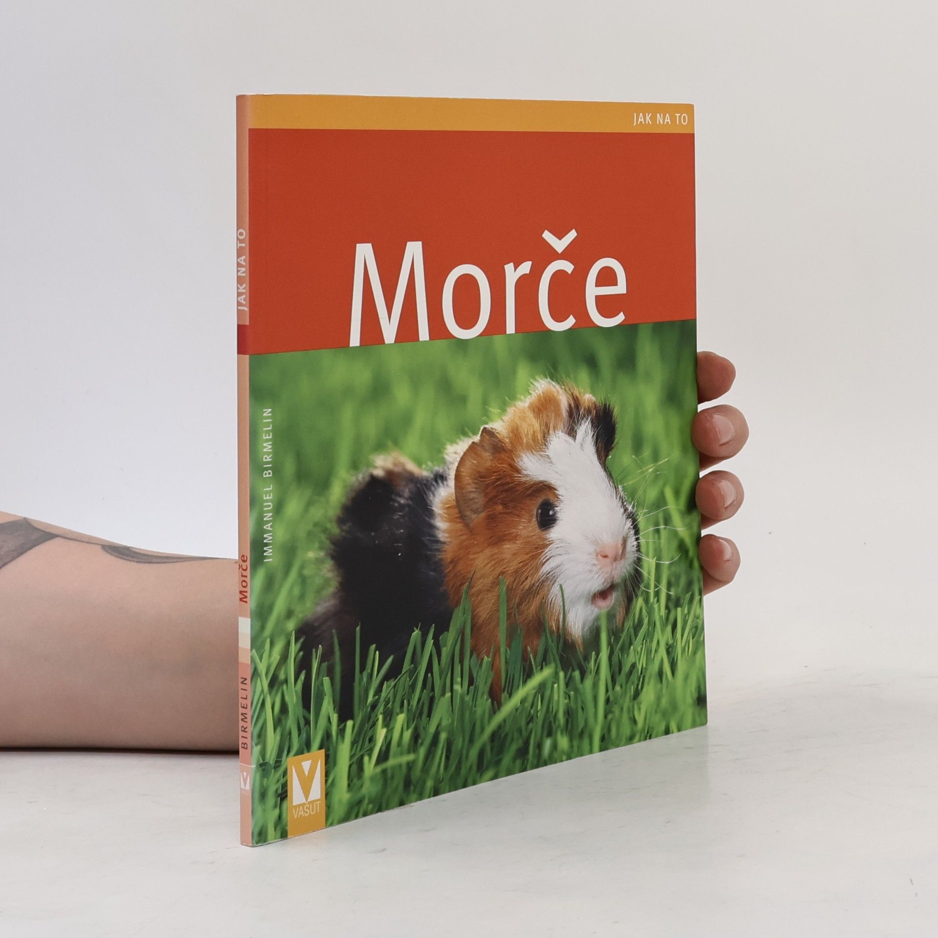 Morče