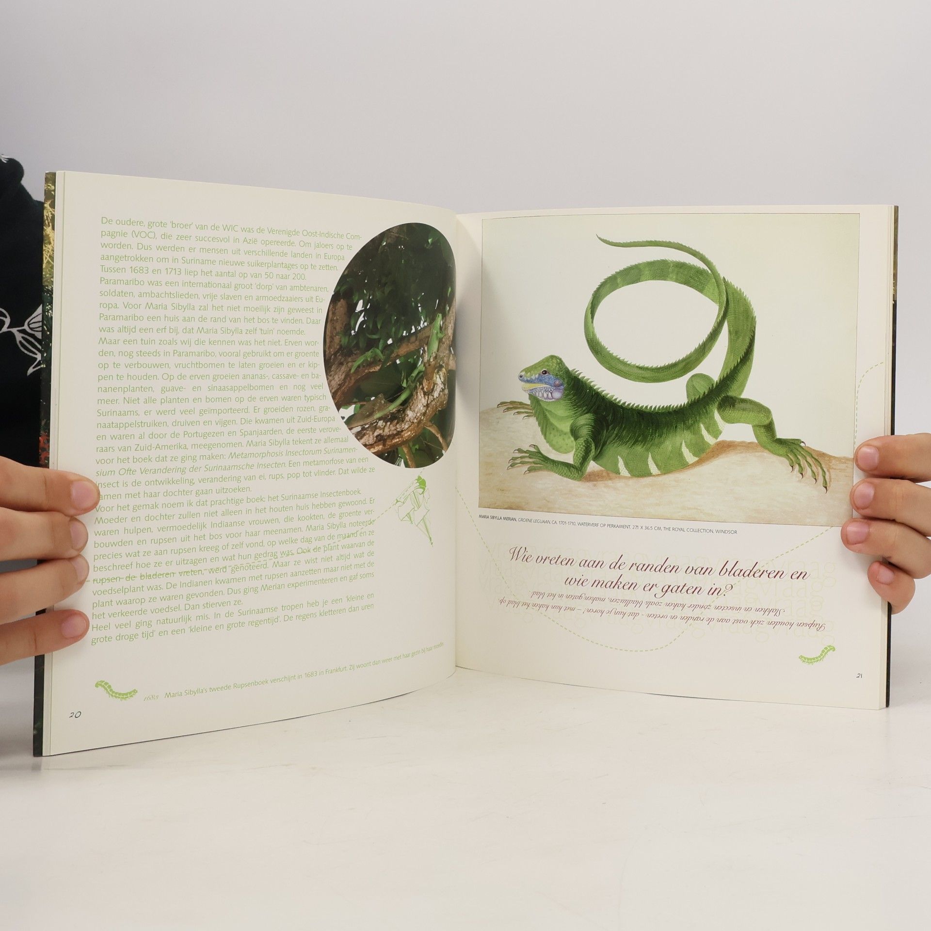 Ella Snoep Kinder-kunstboek: Vlinders vangen in de tropen