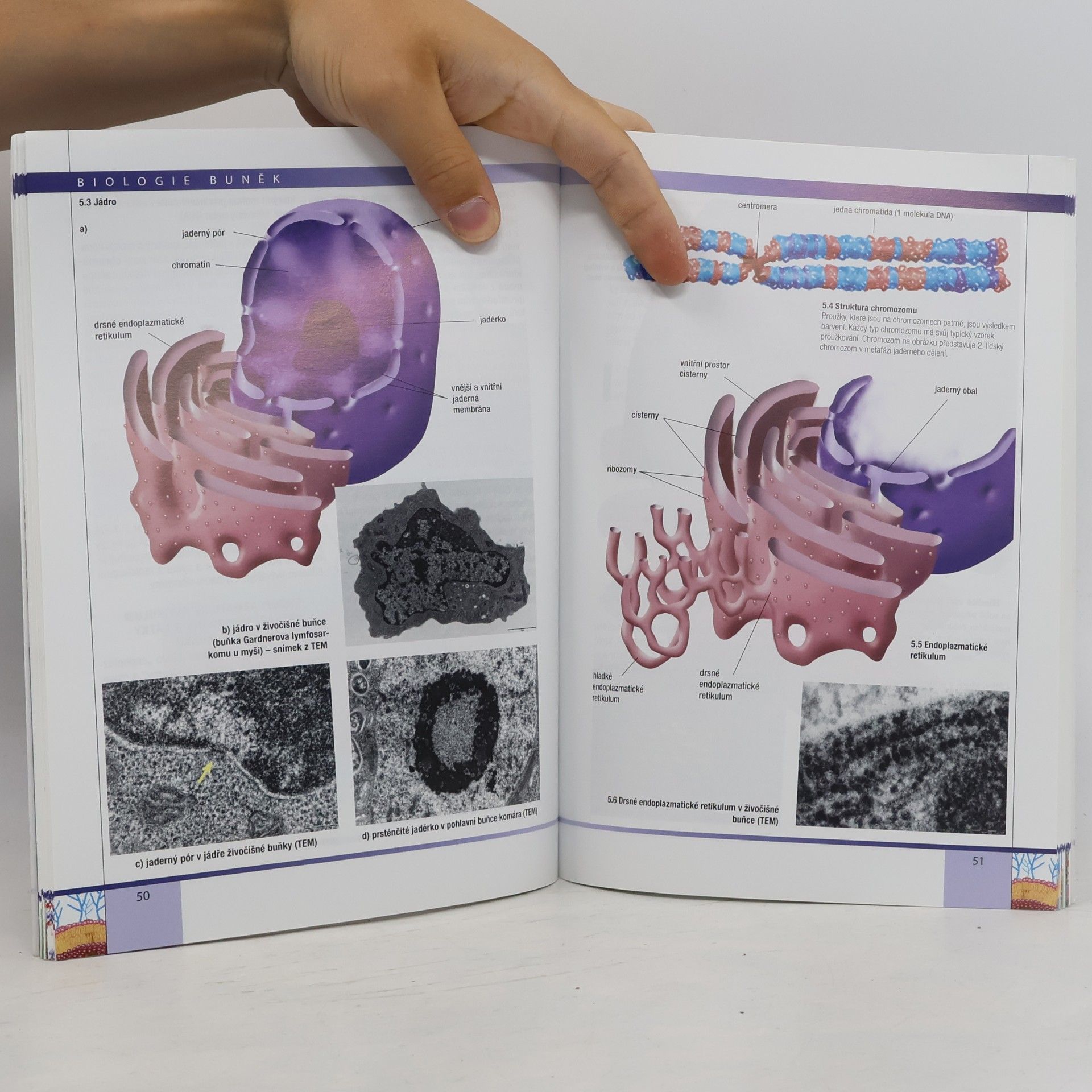 Radka Závodská Biologie buněk: Základy cytologie, bakteriologie, virologie