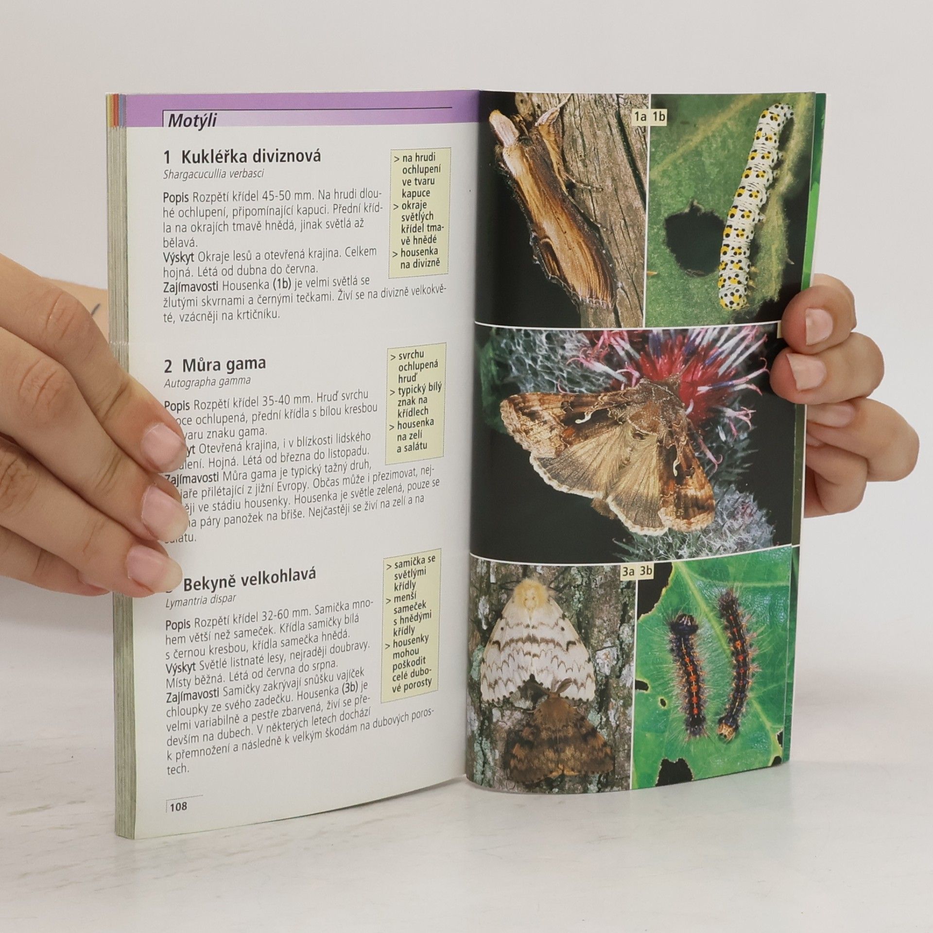 Heiko Bellmann Poznáváme hmyz