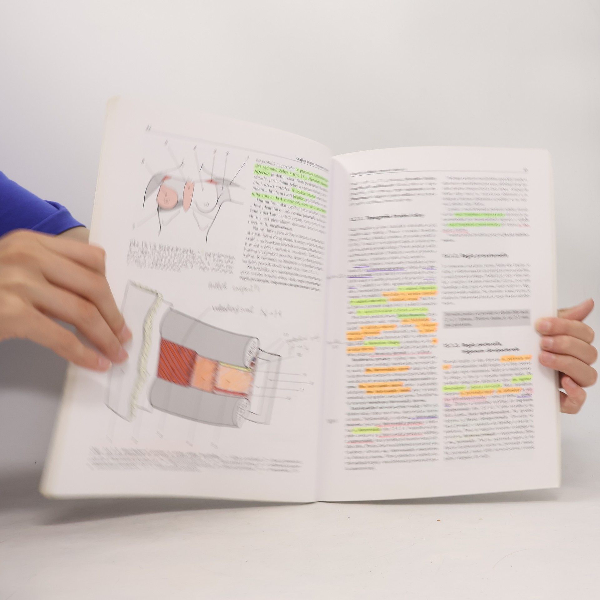 Miloš Grim Základy anatomie. 5., Anatomie krajin těla