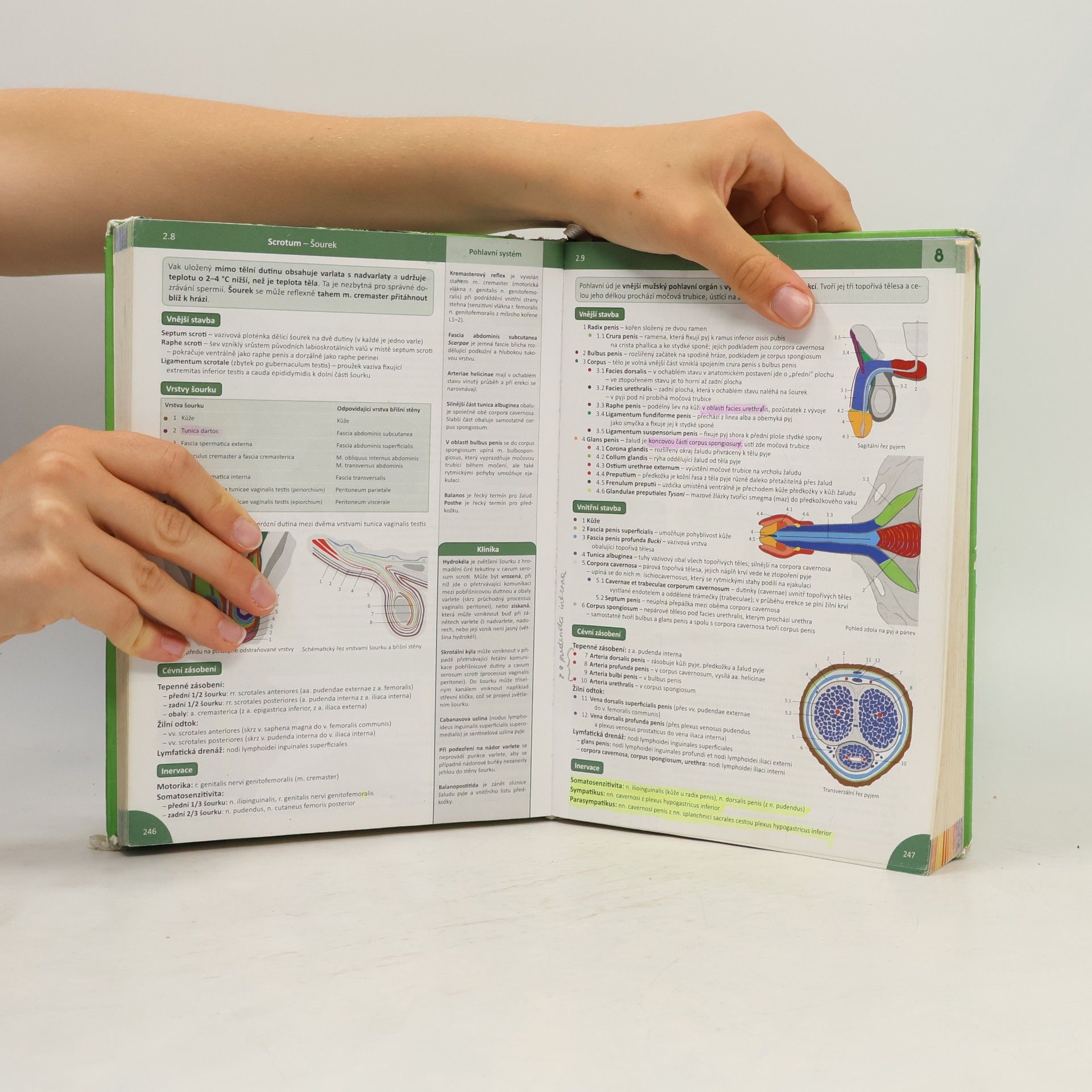 Radovan Hudák Memorix anatomie