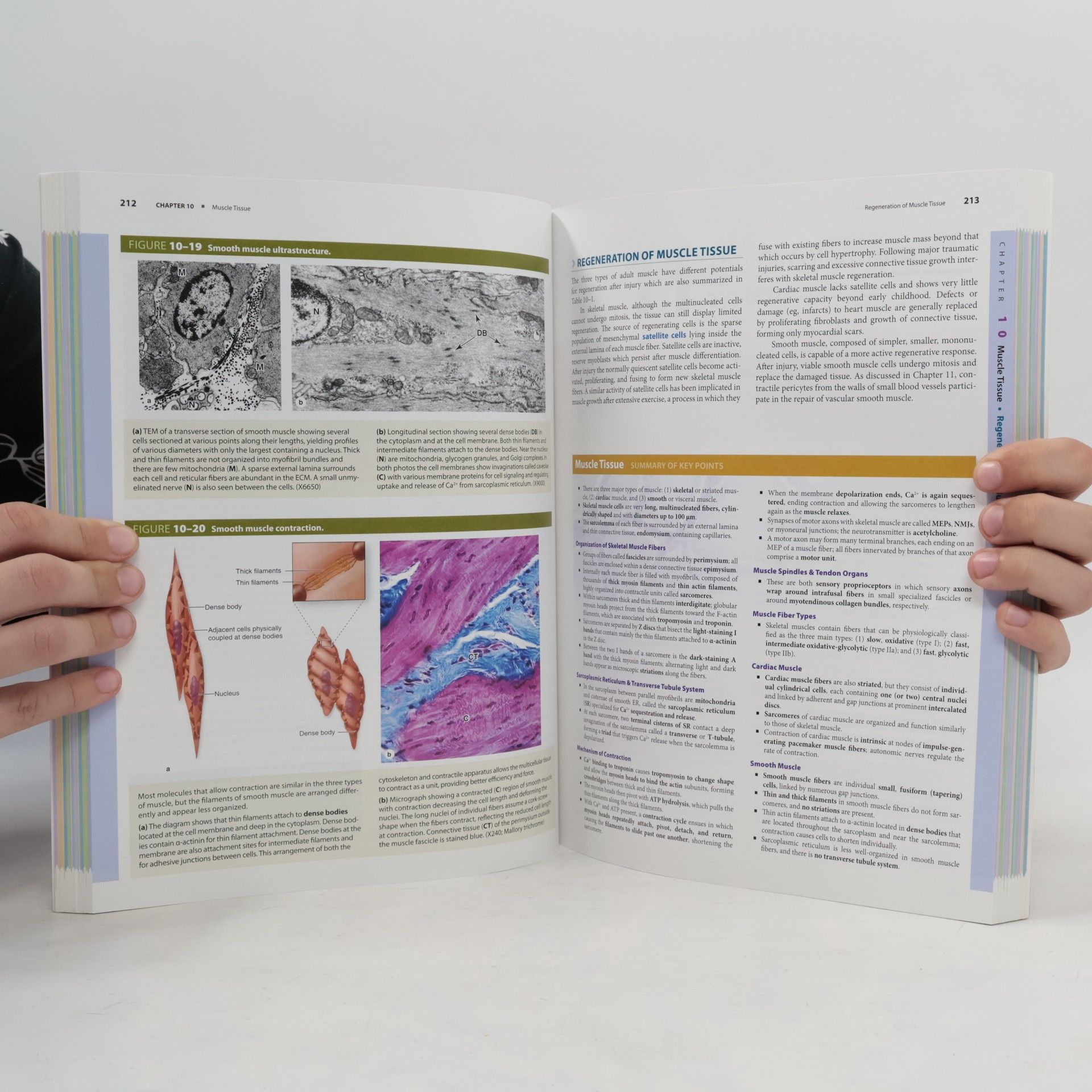 Anthony L. Mescher Junqueira's Basic Histology. Text & Atlas