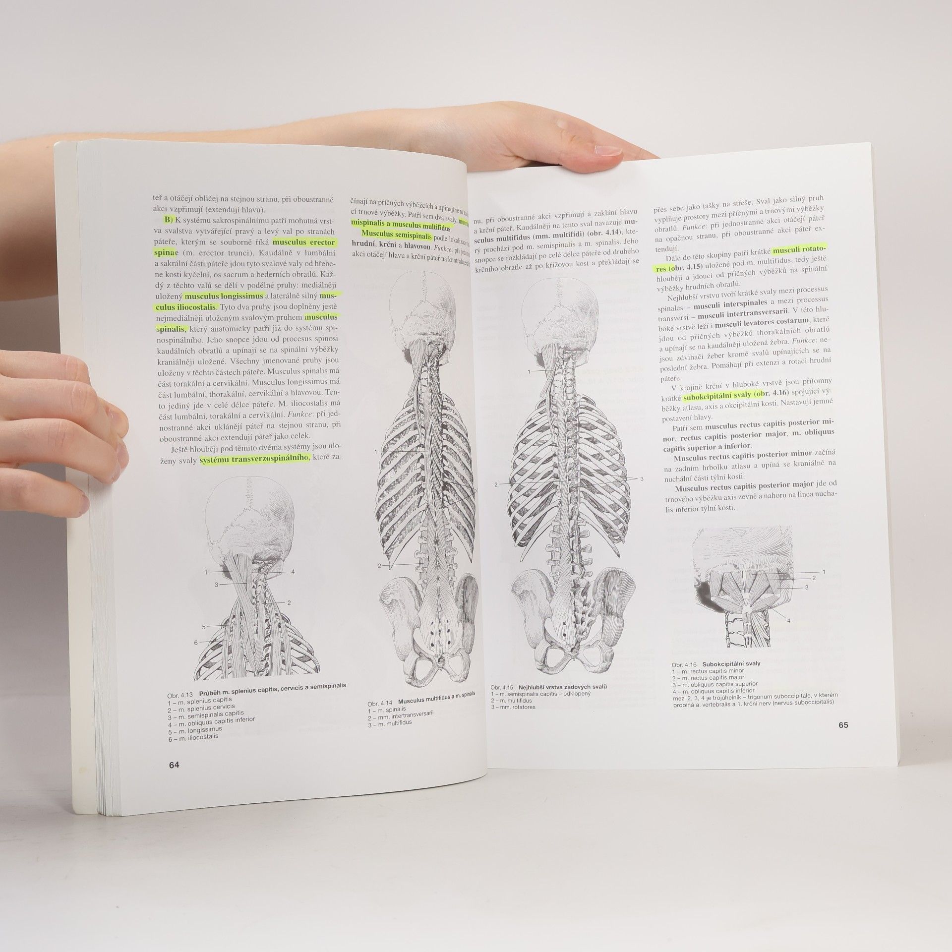 Miloslava Elišková Přehled anatomie