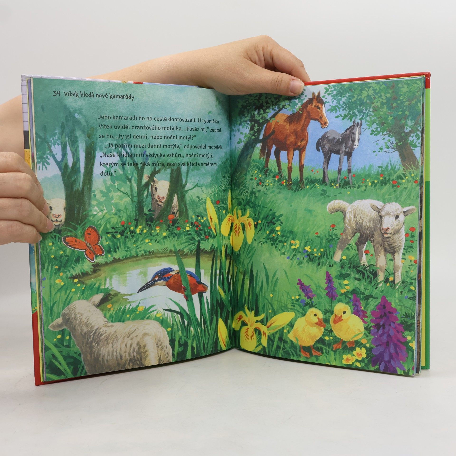 Various authors Proč umějí kachny tak dobře plavat? Děti se ptají, zvířátka odpovídají