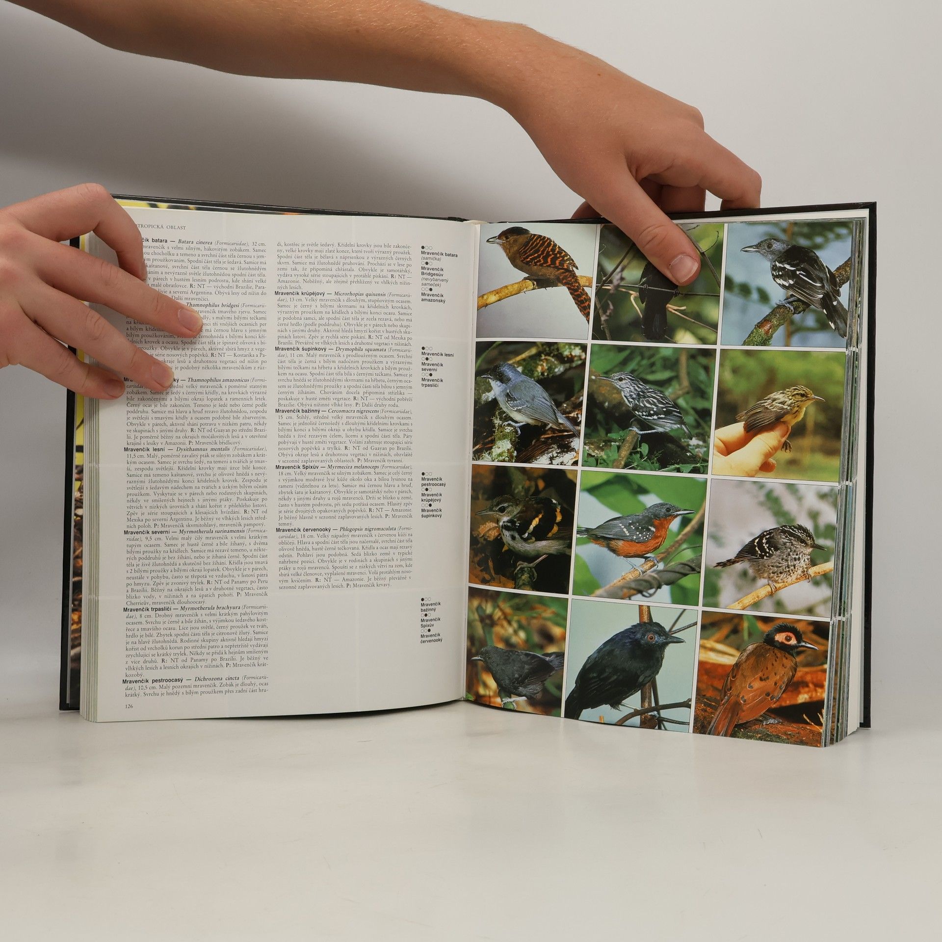 Andrew Gosler Atlas ptáků světa