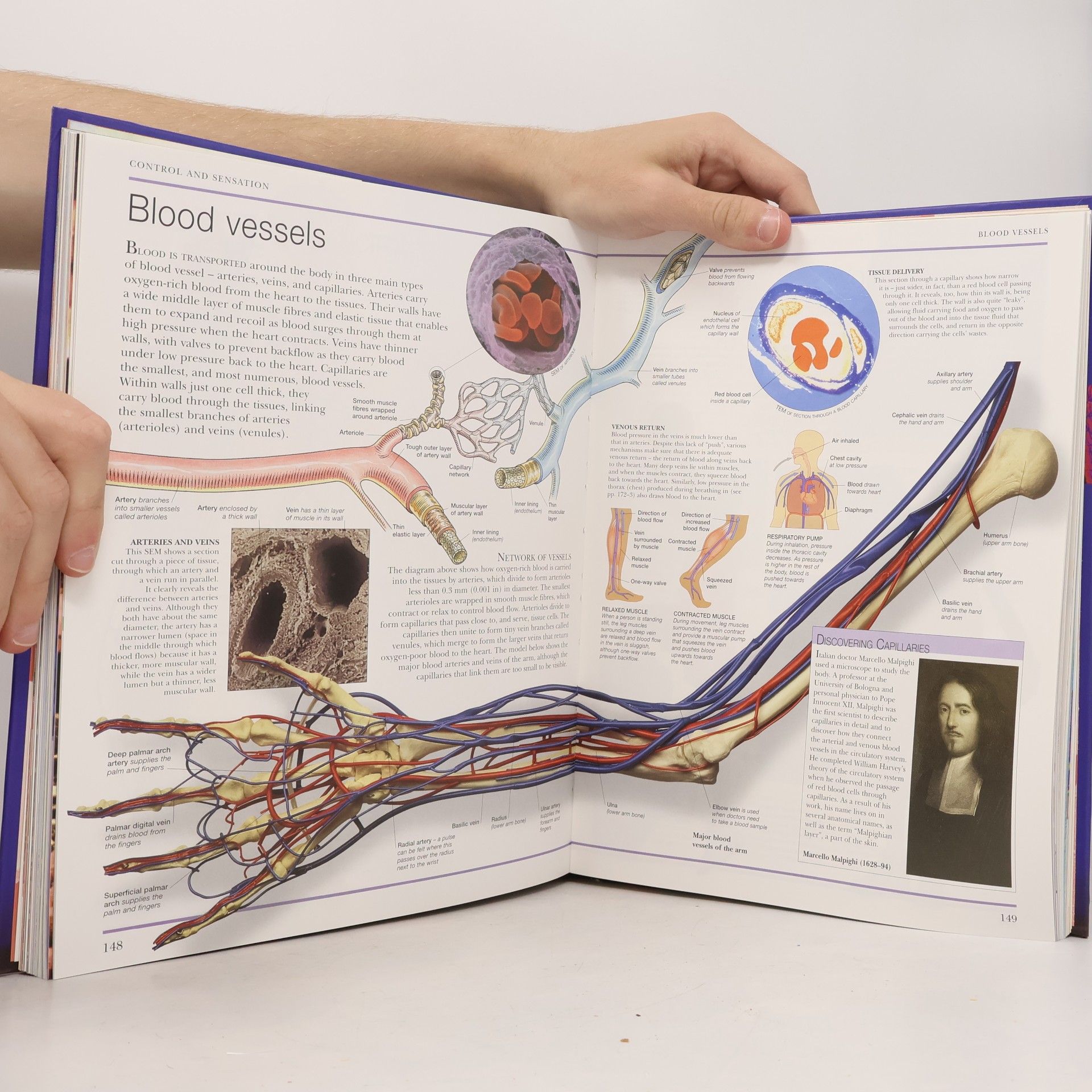 Richard Walker Encyclopedia of the Human Body