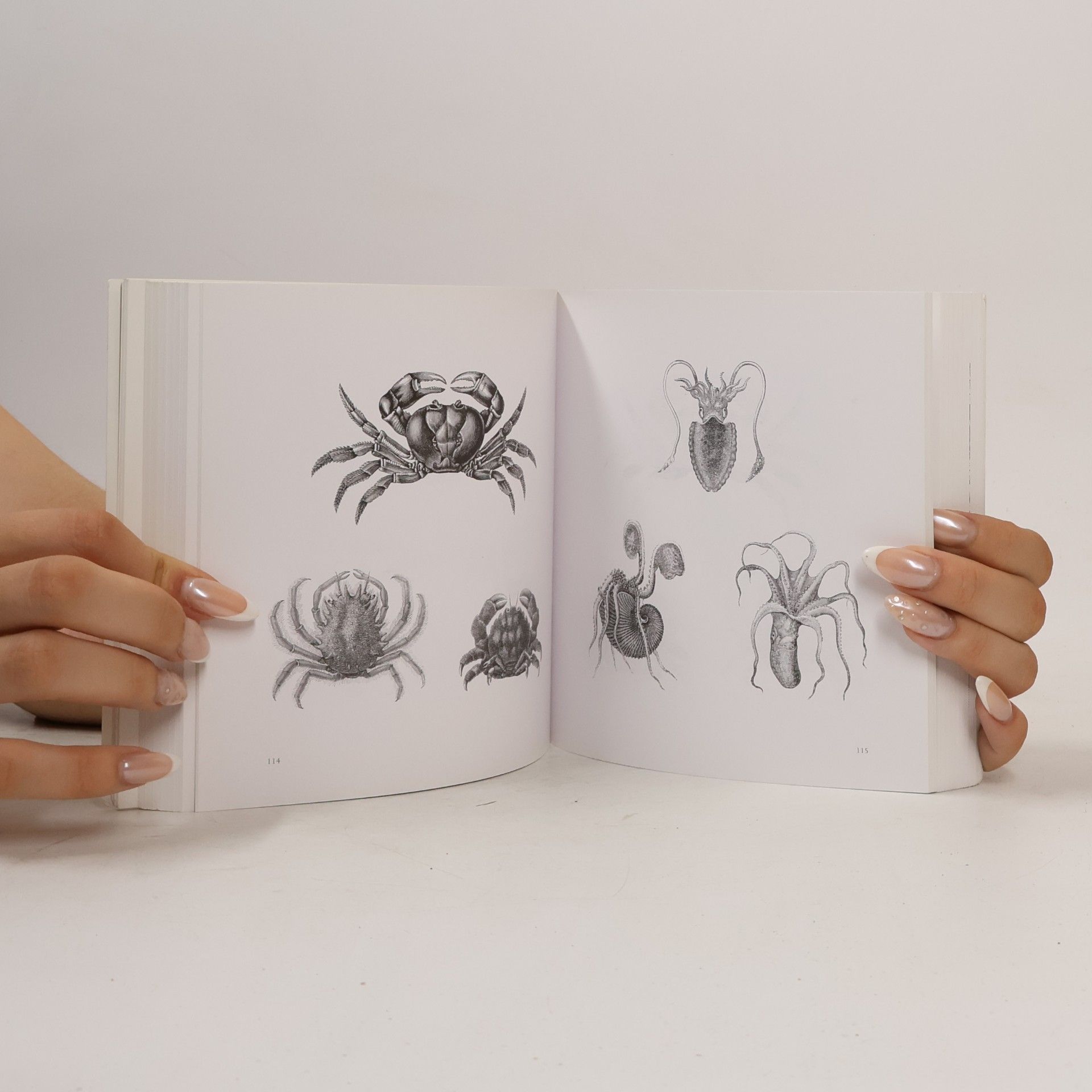 Kolektiv autorů Menu designs