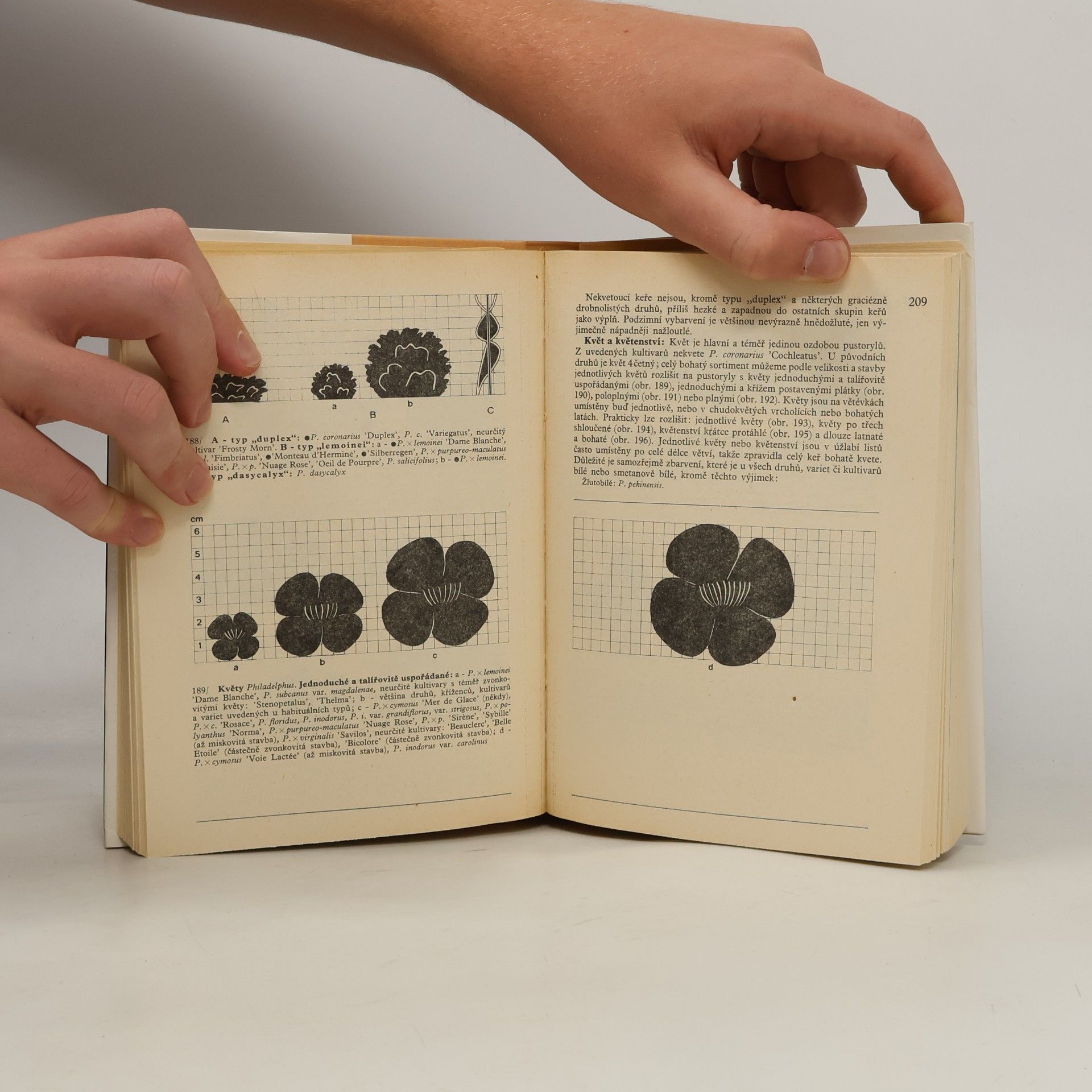 Karel Hieke Praktická dendrologie 2