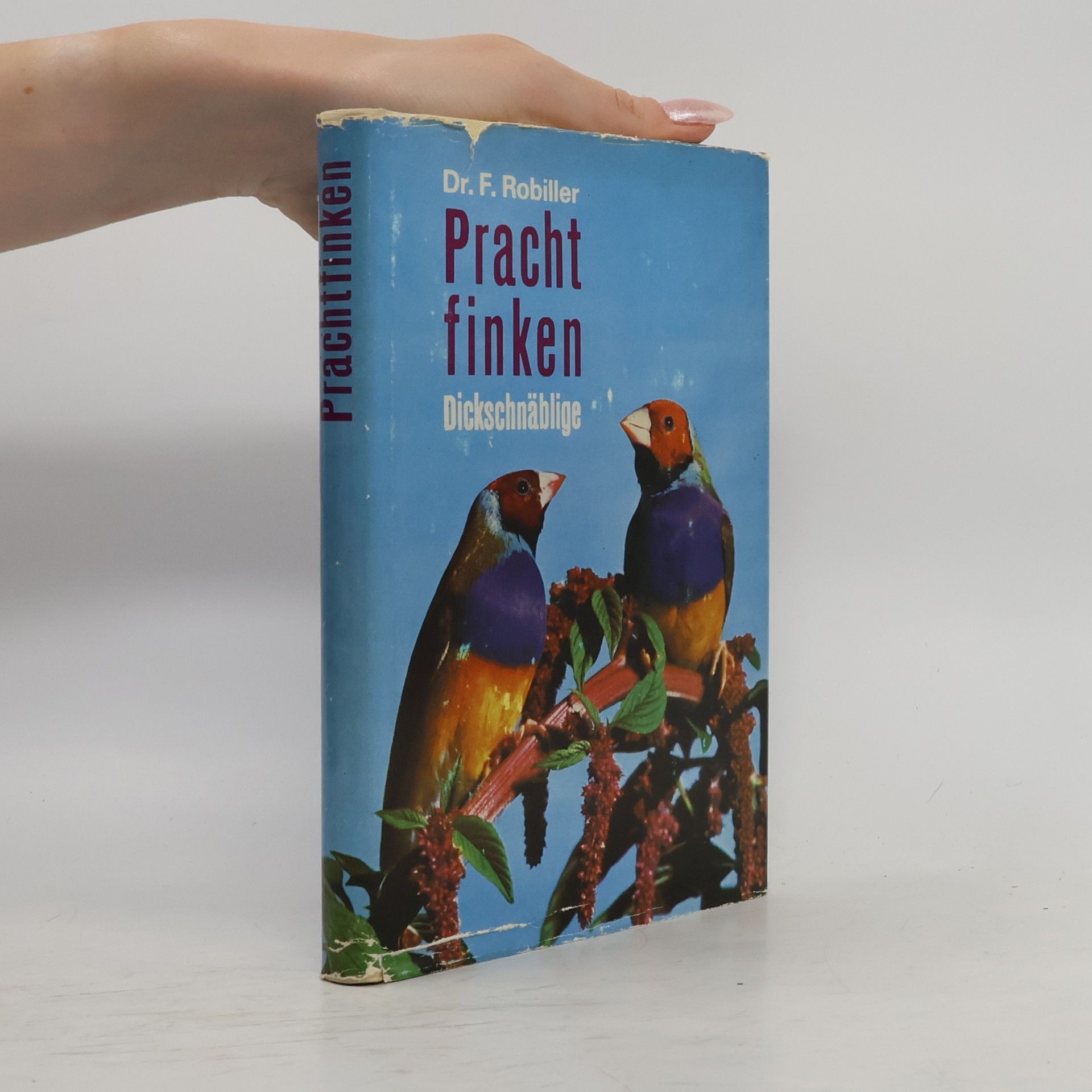 Prachtfinken. Dickschnäblige
