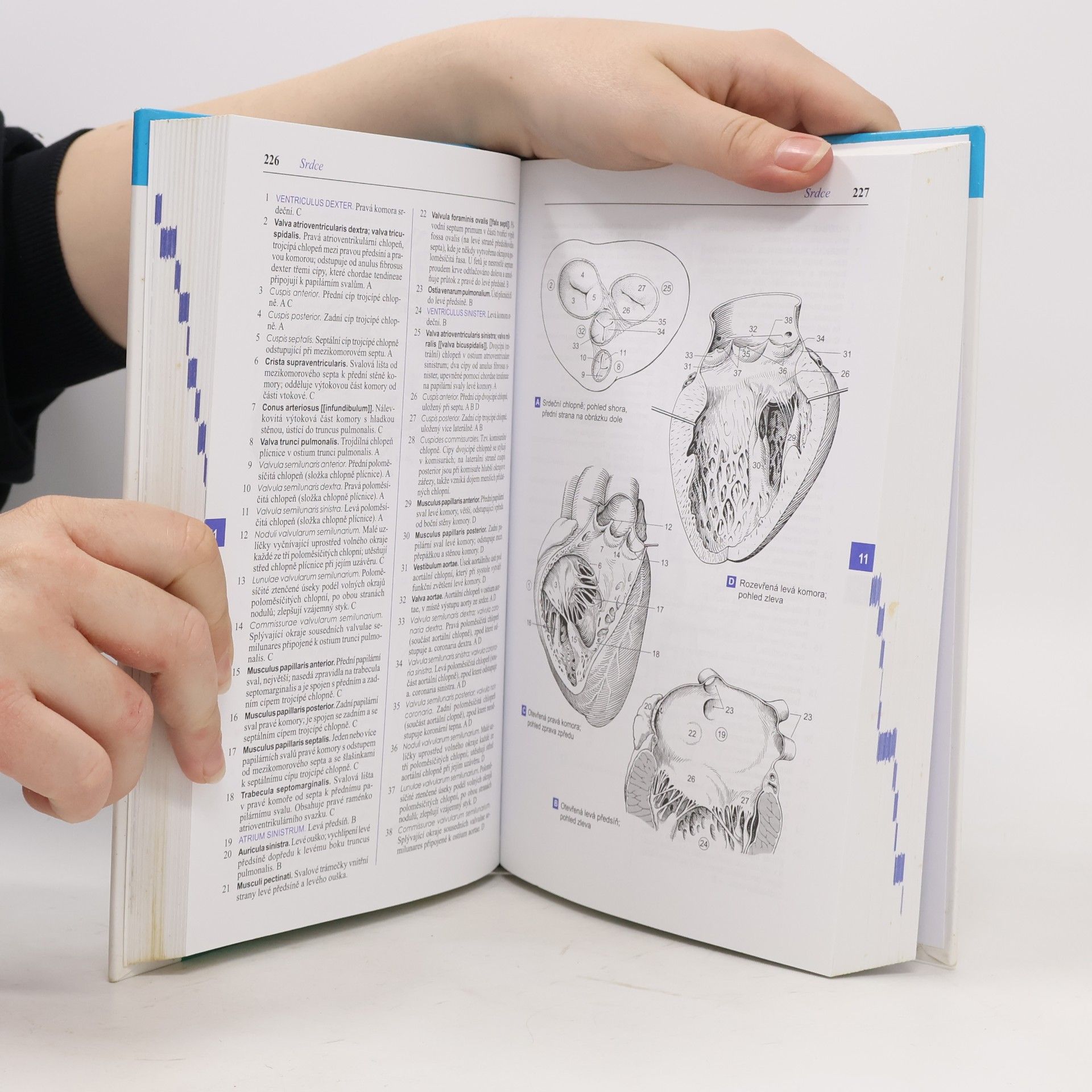 Wolfgang Dauber Feneisův obrazový slovník anatomie