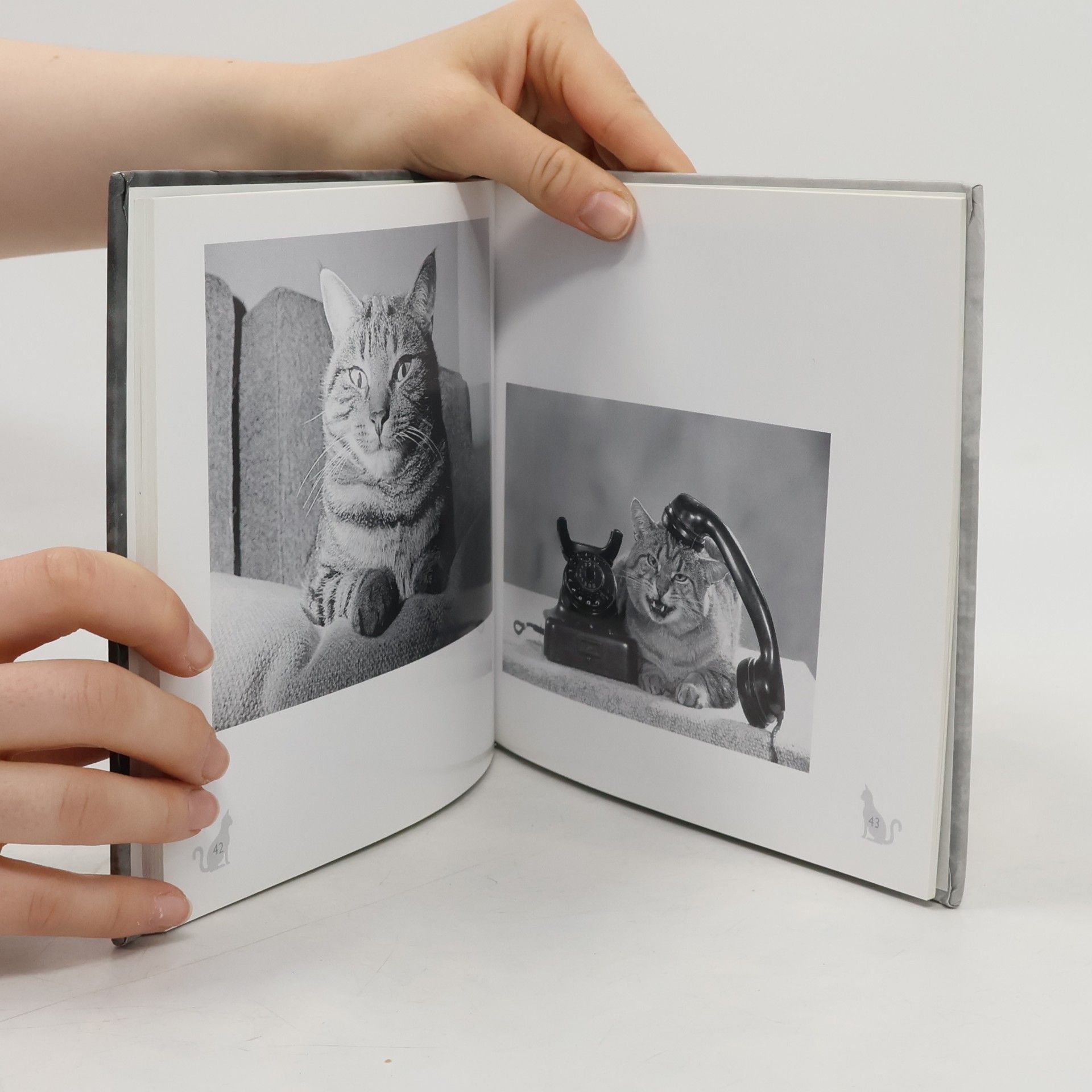 Julia Bachstein Komische Katzen