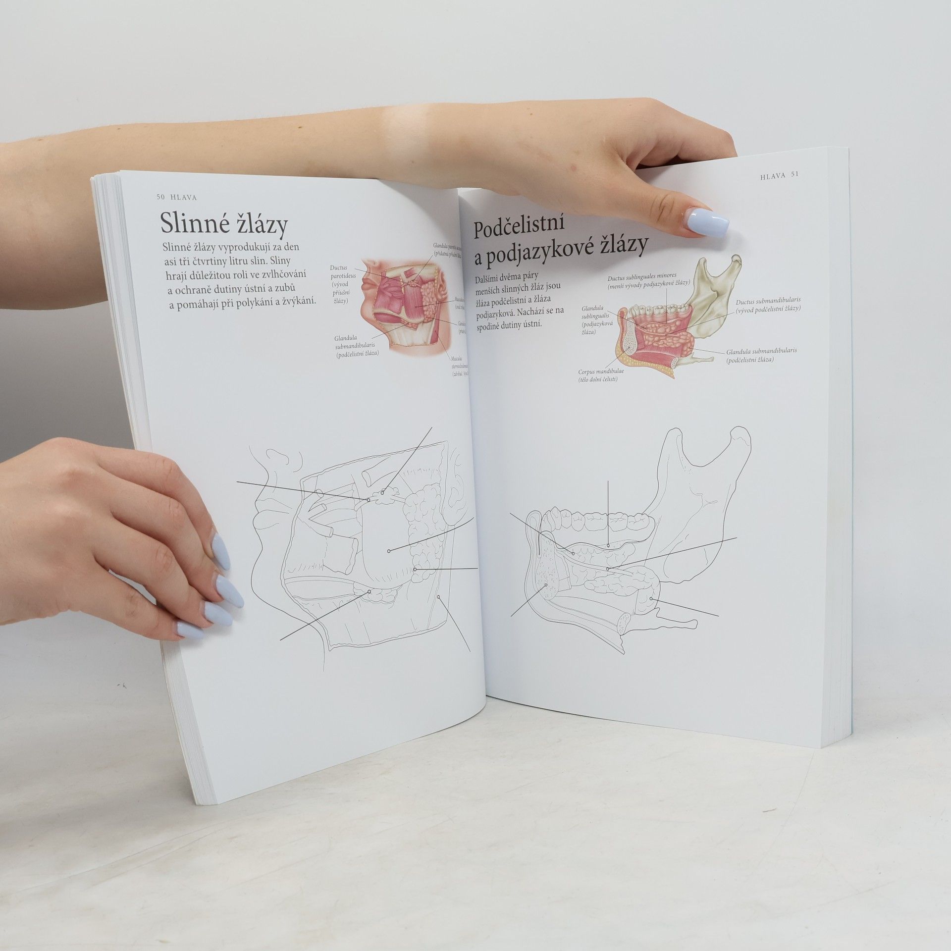 Evelína Kovácsová Vybarvěte si lidské tělo : anatomie - 215 ilustrací s popisky