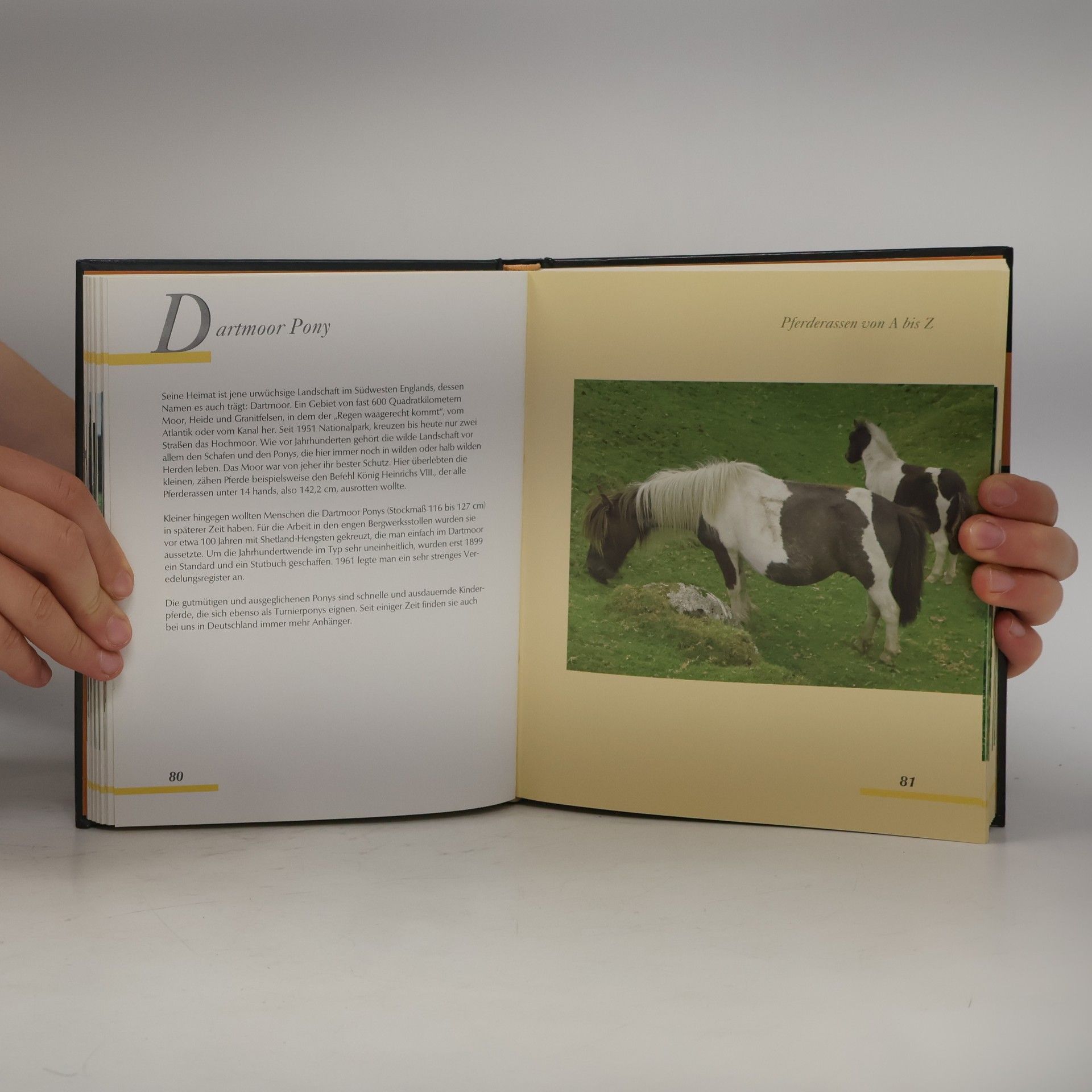 Saskia Brixner Handbuch Pferde
