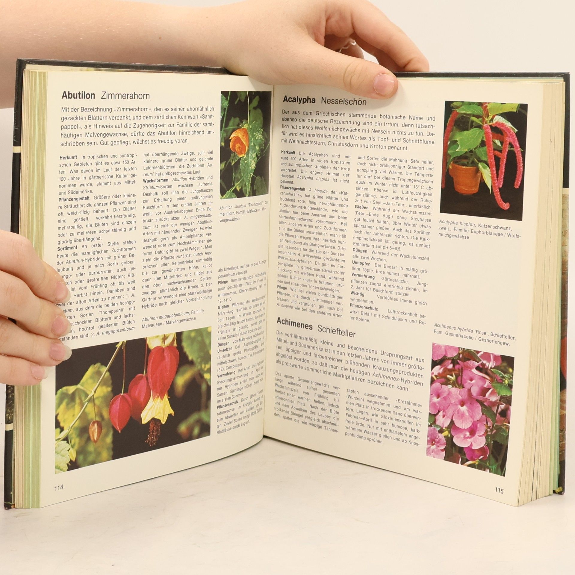Margot Schubert Wohnen mit Blumen
