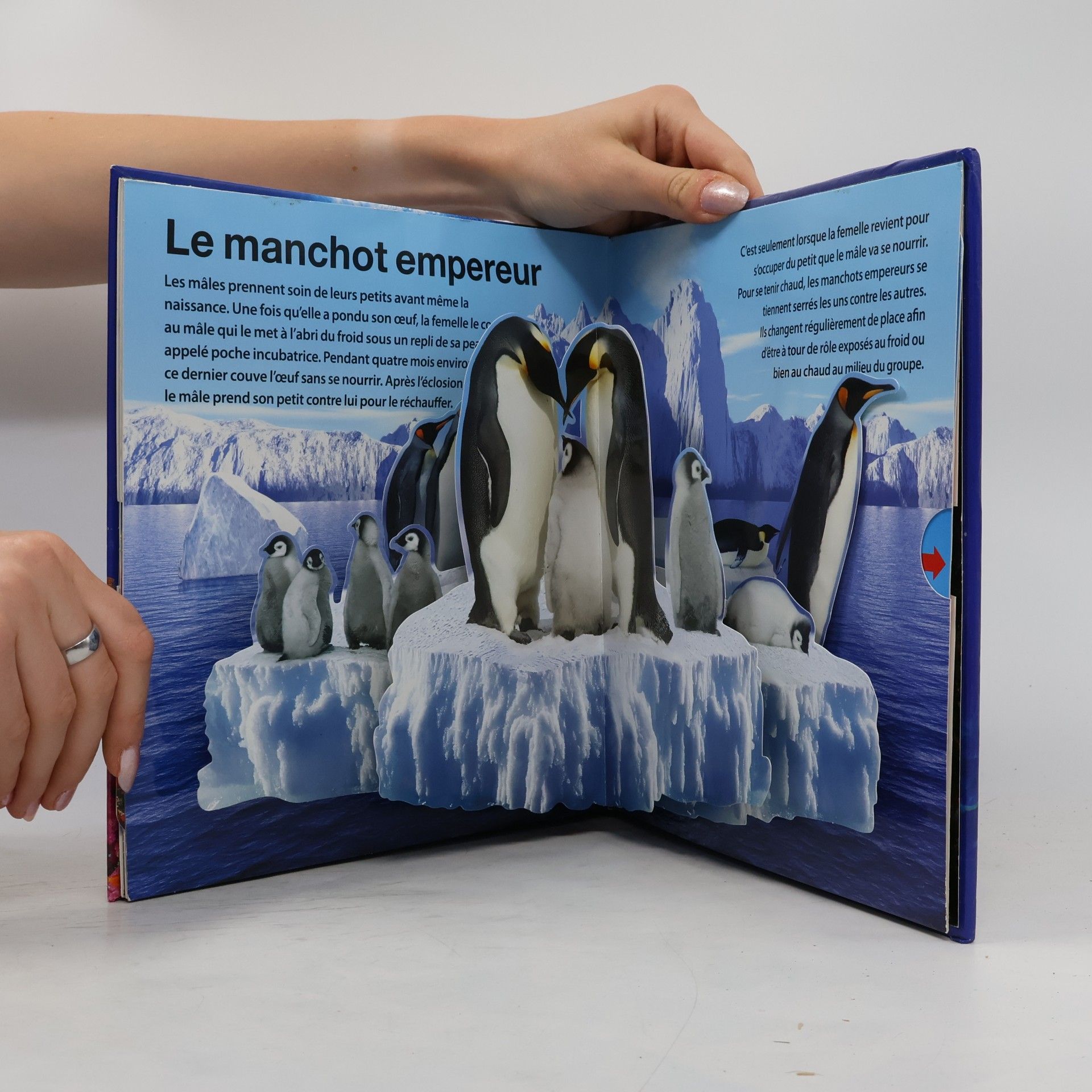 La vie dans l'océan