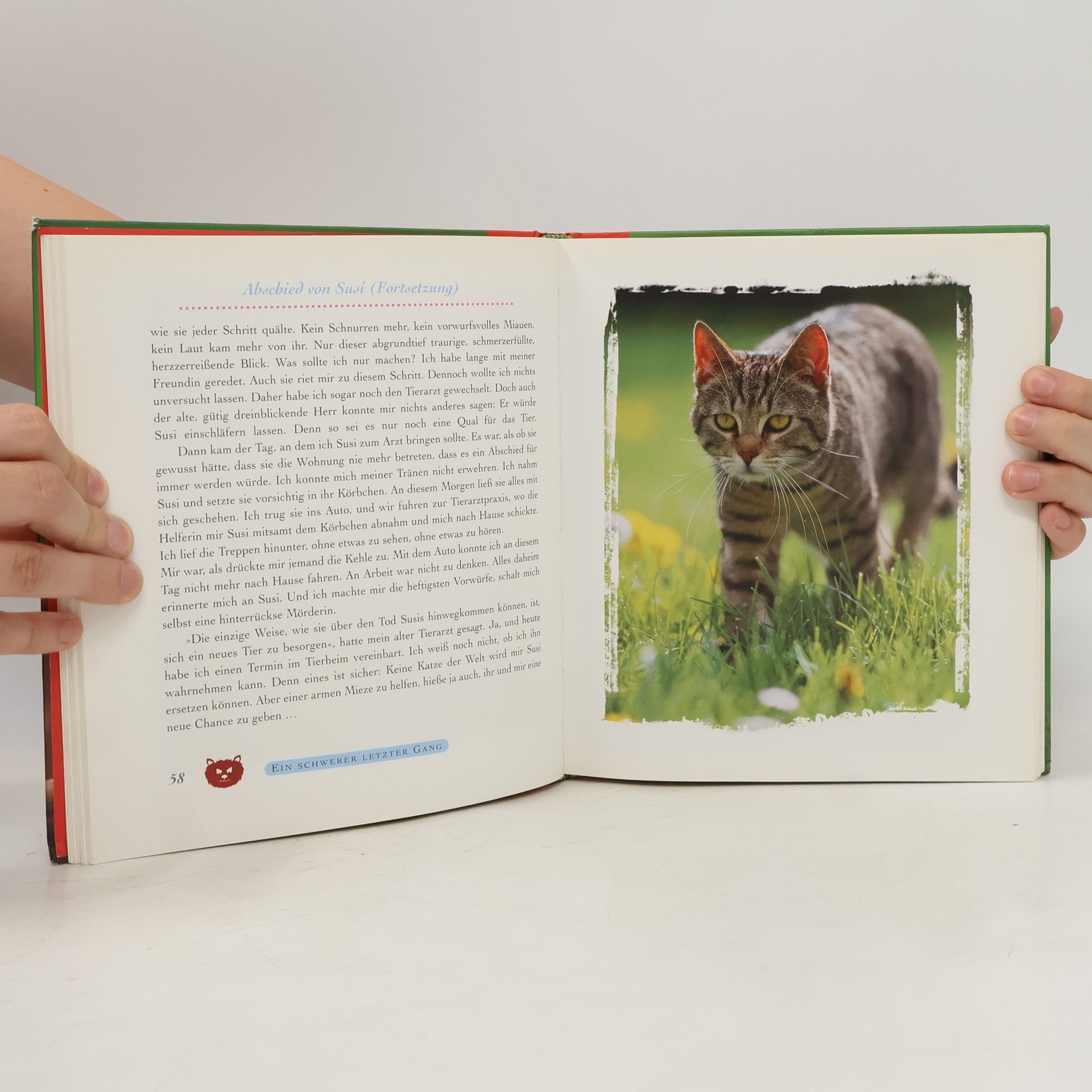 Monika Auberger Schmuse katzen