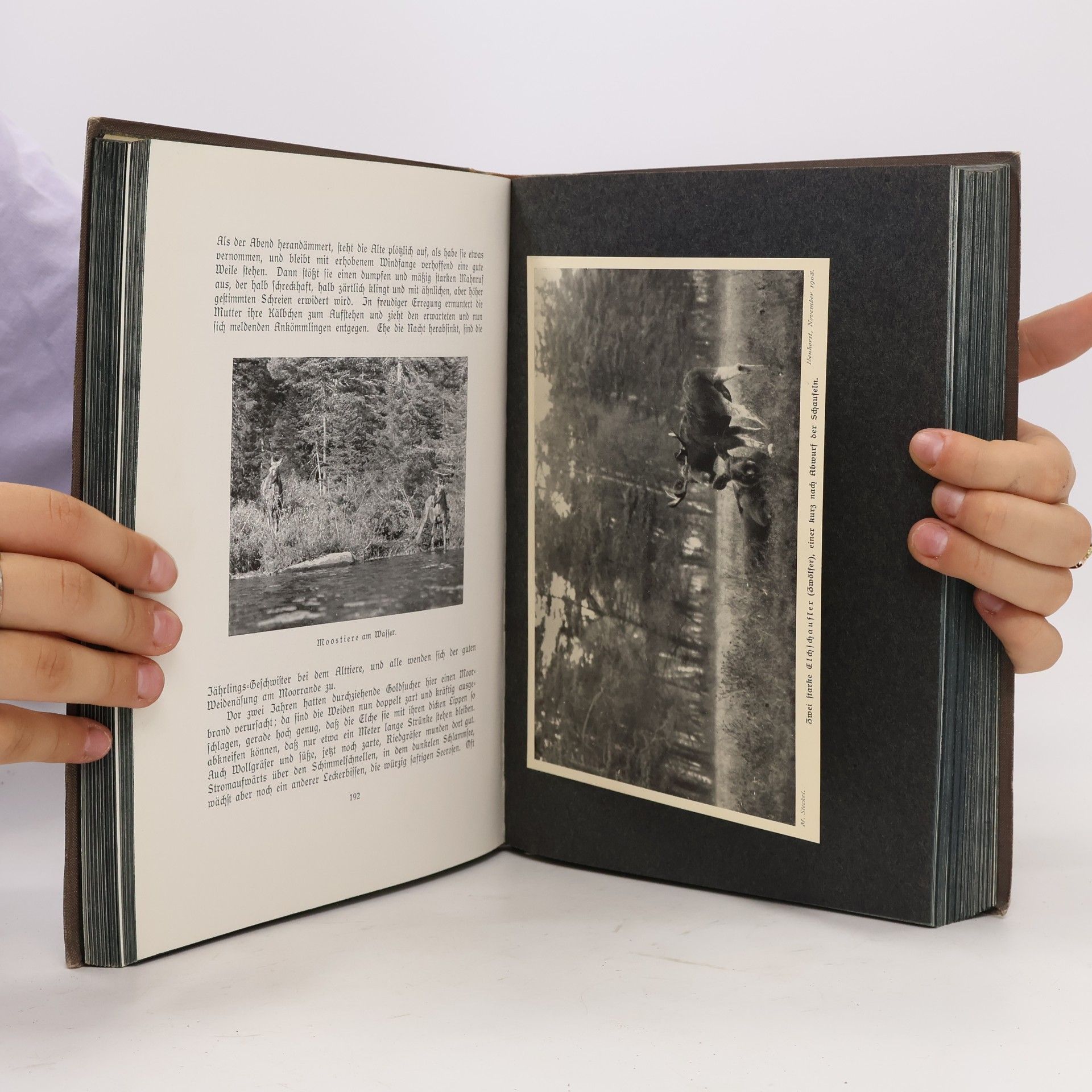 Hermann Meerwarth Lebensbilder aus der Tierwelt