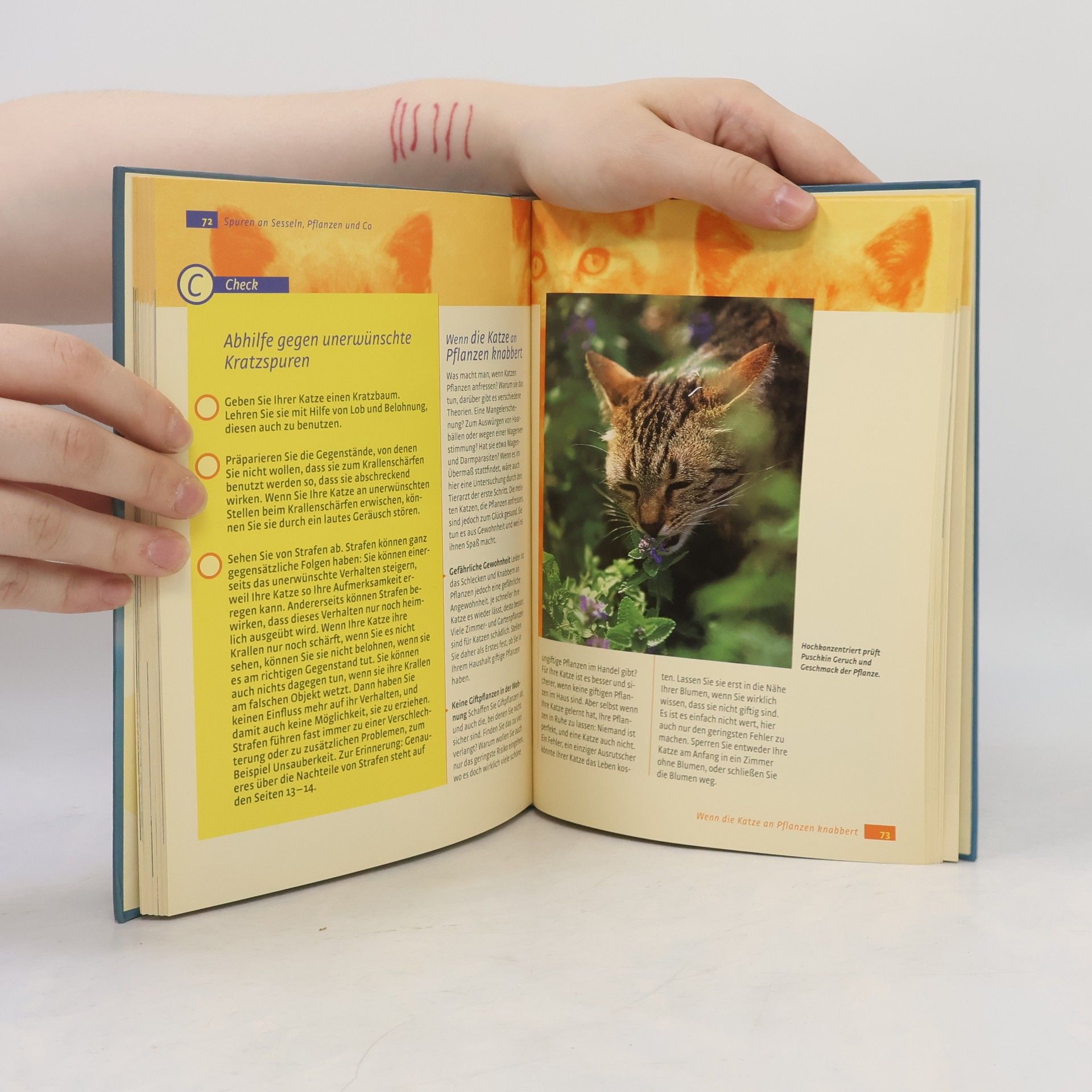 Gwen Bohnenkamp Was Katzen wirklich brauchen